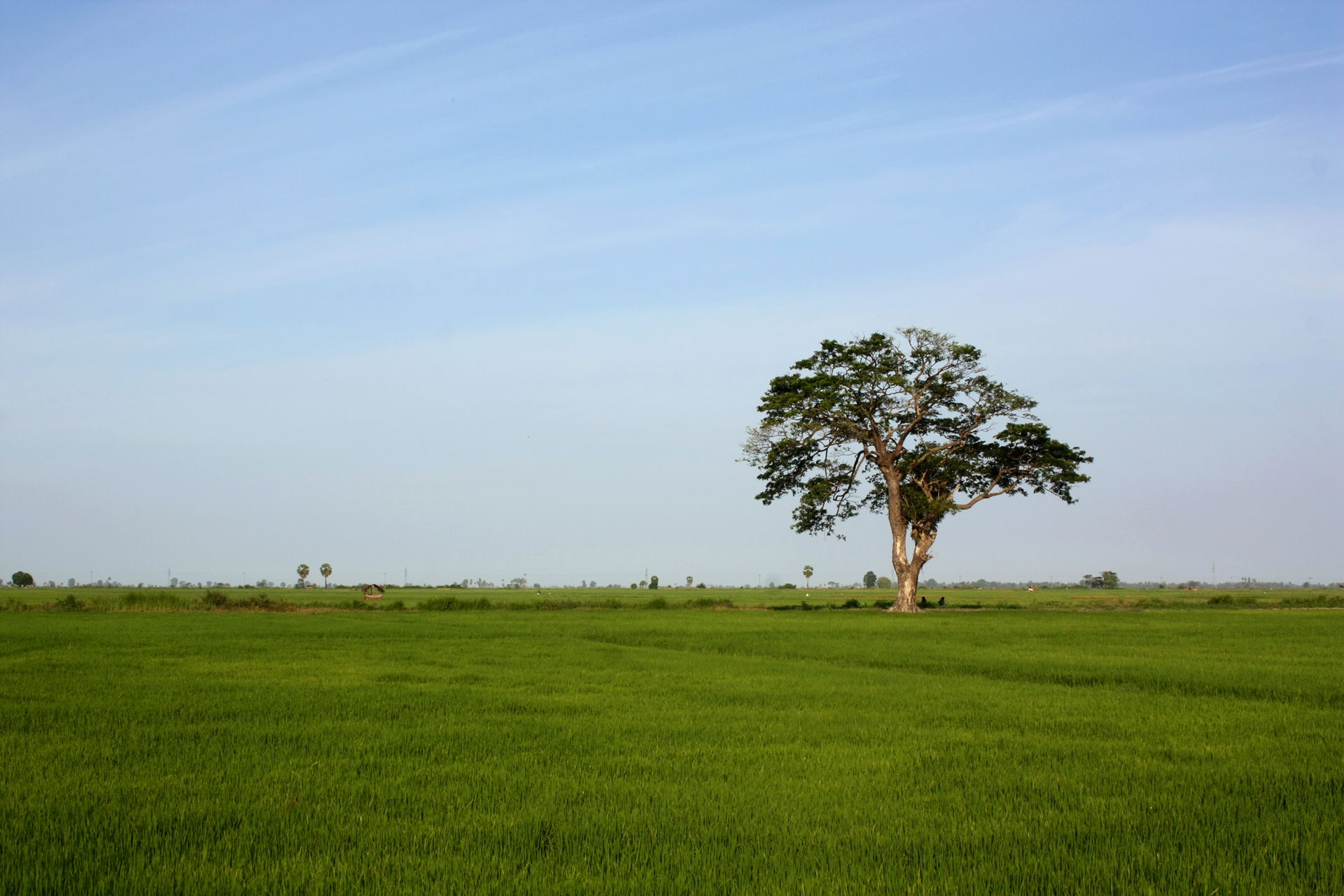 Paddy field in Sammanthurai (Ampara District), Sri Lanka.