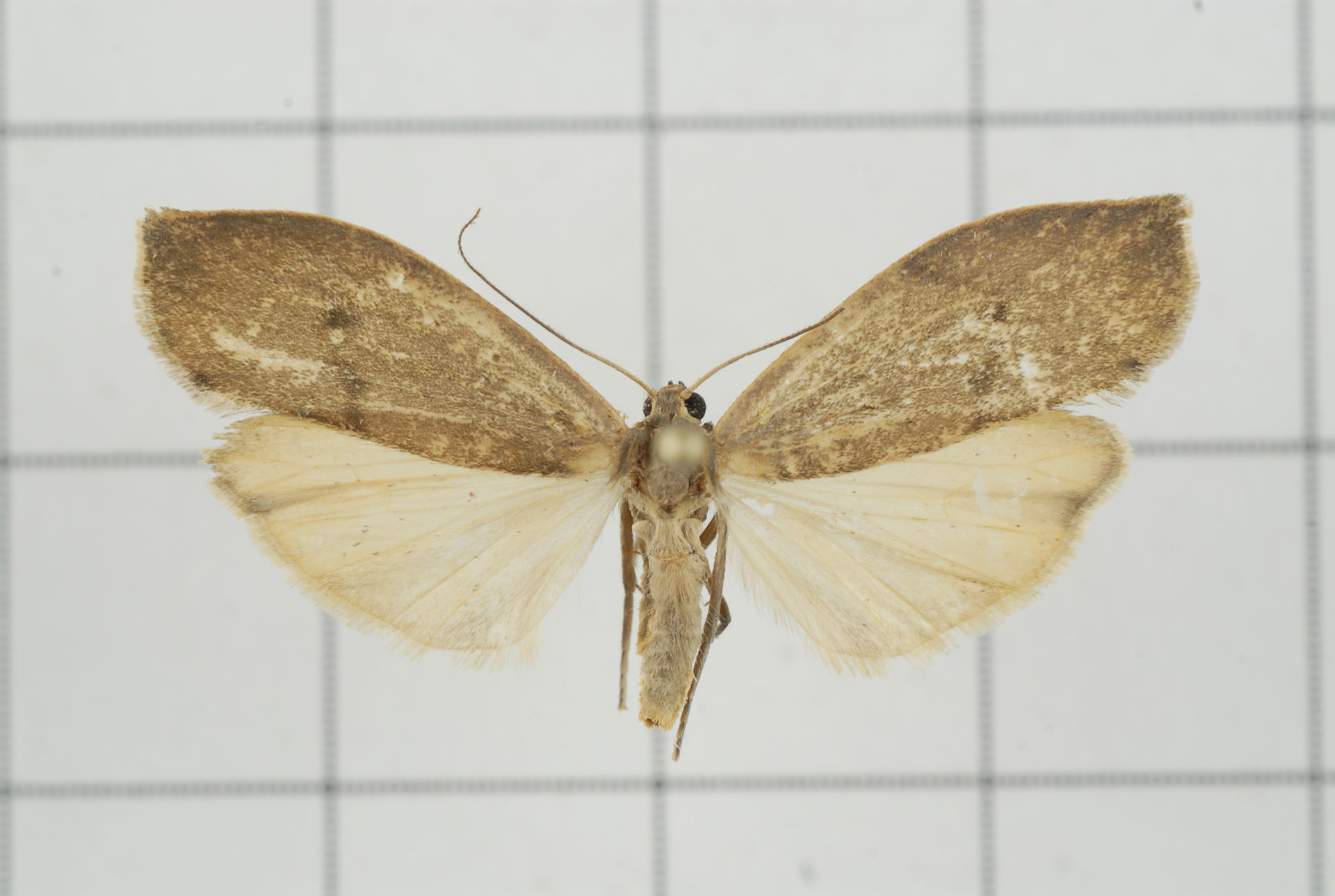 Gampola sp., Erebidae