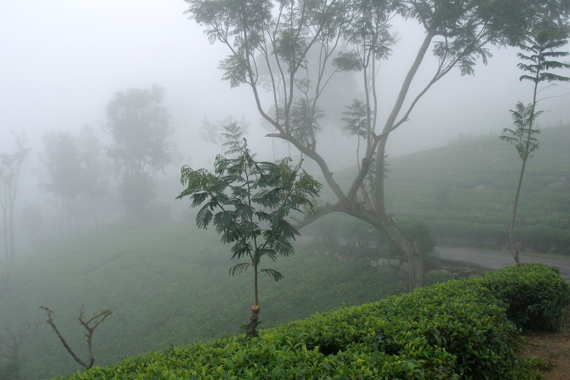The tea plantations are located at a range of altitudes, from a…