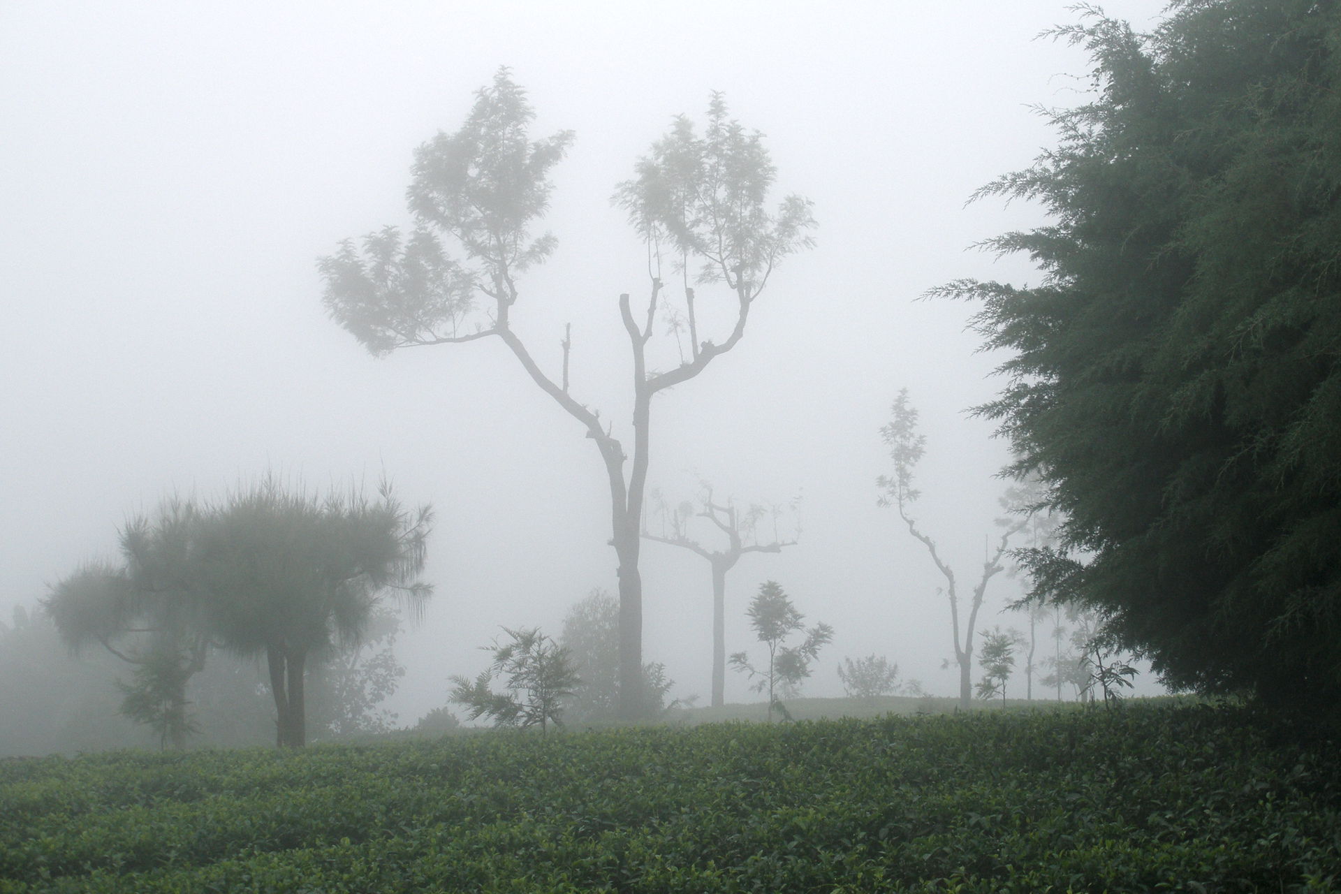 The tea plantations are located at a range of altitudes, from a…