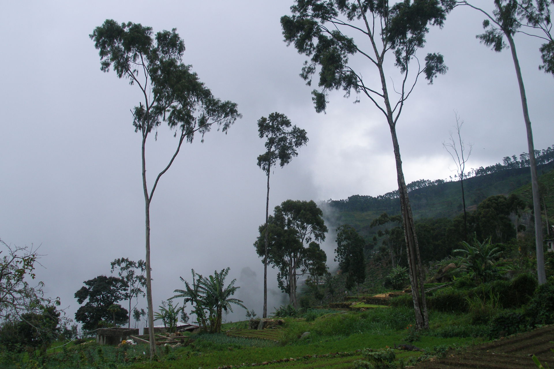 The tea plantations are located at a range of altitudes, from a…