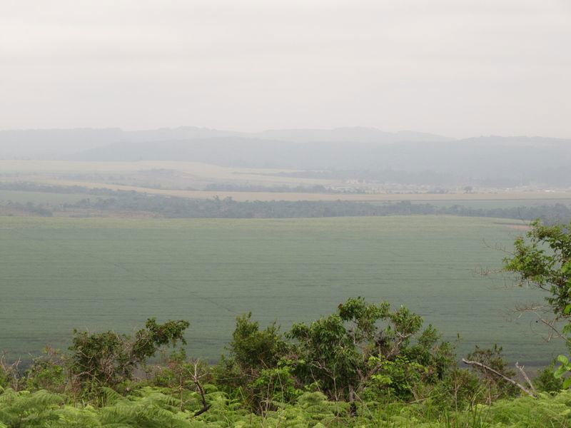 Plantation de canne à sucre, région de Franceville, Gabon 2010