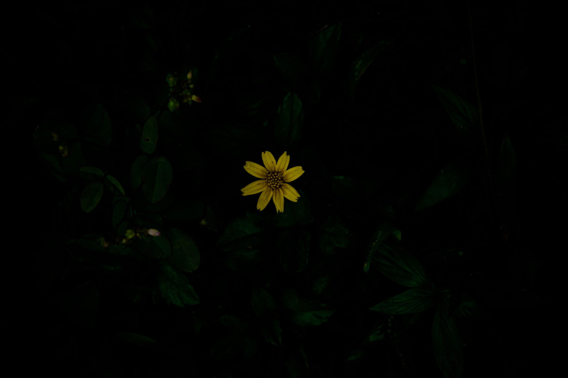 It was a beautiful flower that caught my eye. Being alone was a…
