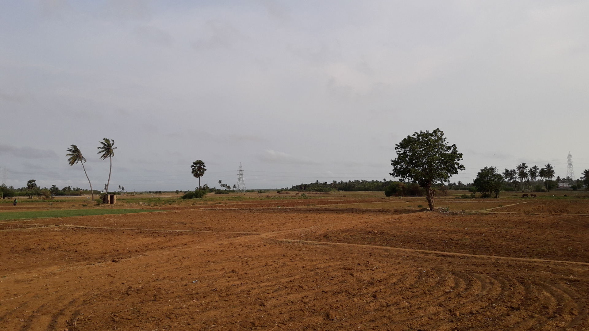 Clay soil beauty of cultivation land of Jaffna, Sri Lanka. Long…