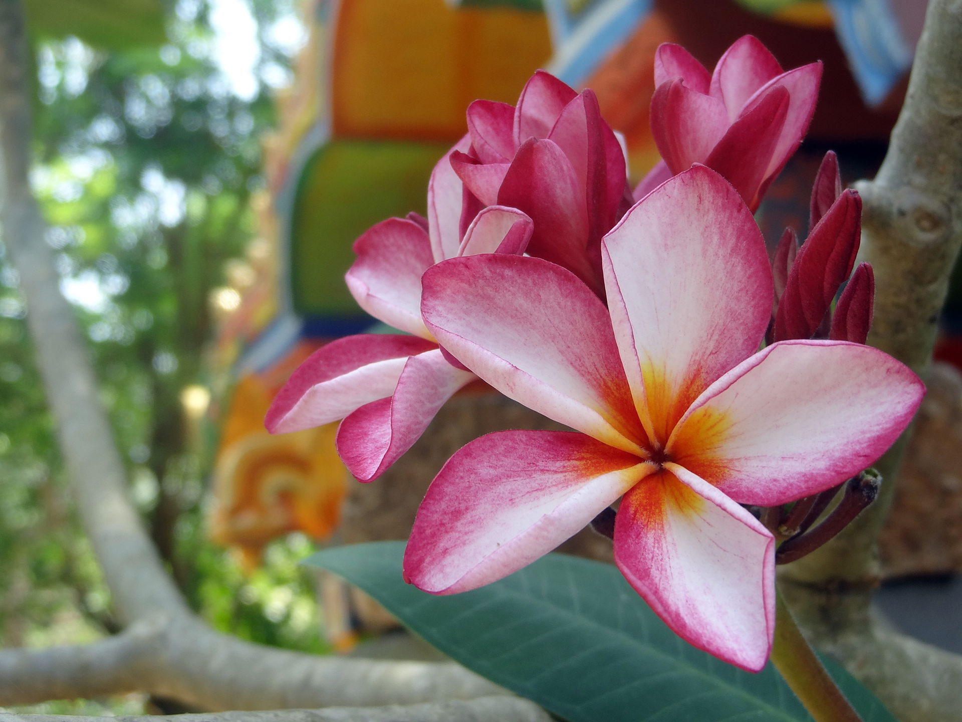 Plumeria rubra flower in jaffna, sri lanka