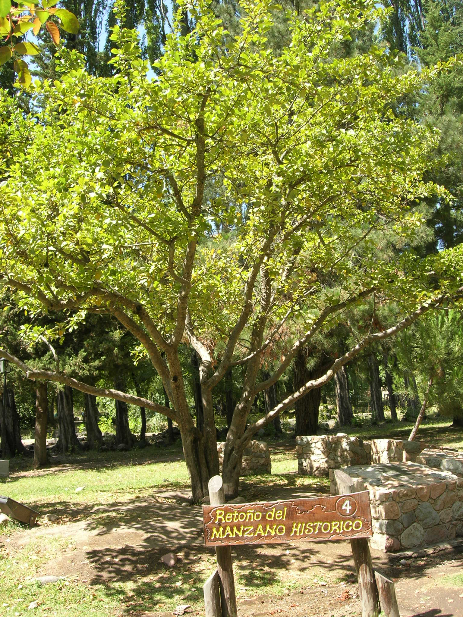 Retoño del manzano histórico de Tunuyán - Id 756