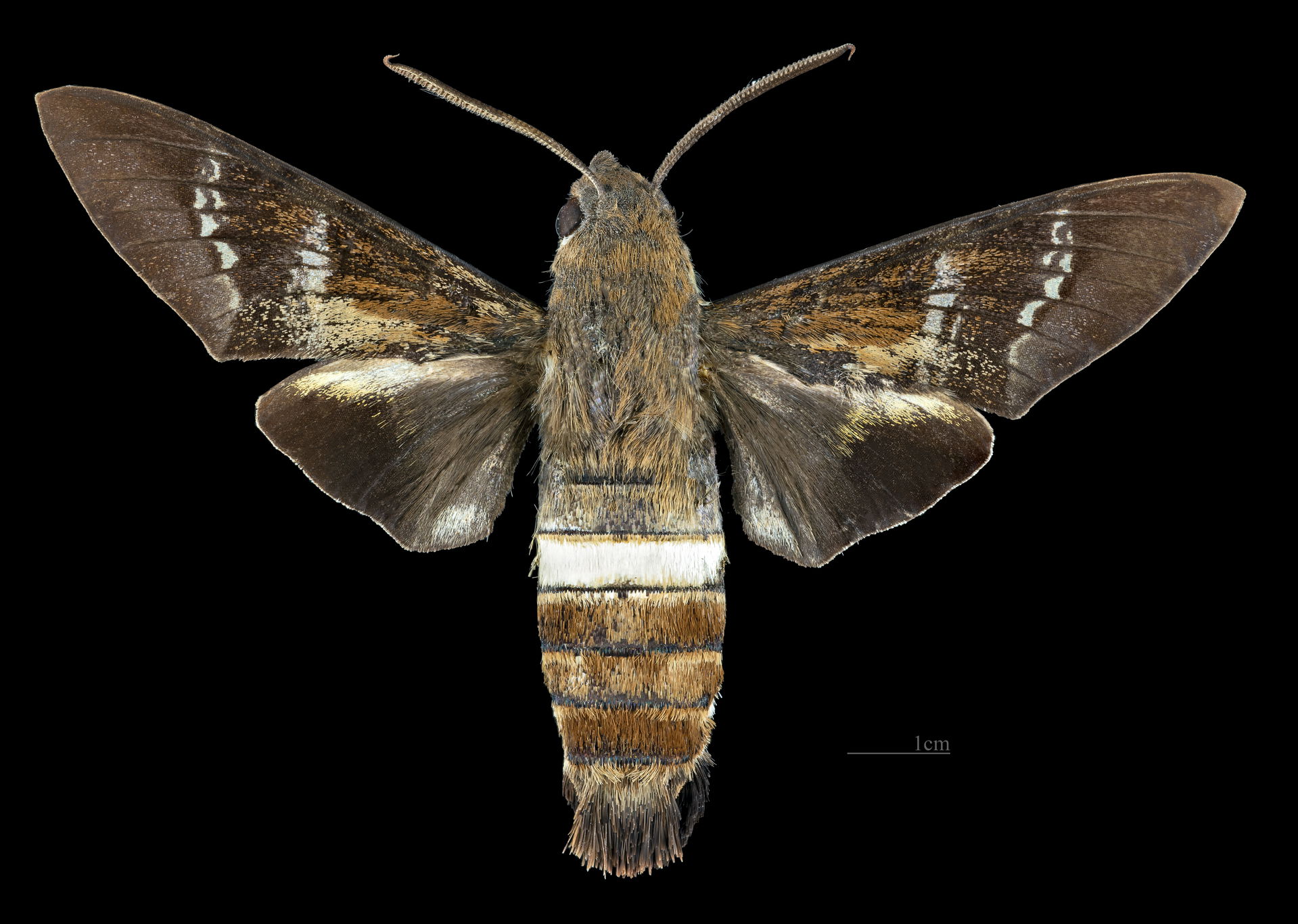Aellopos fadus - Dorsal side
Collection of the Mathematician La…
