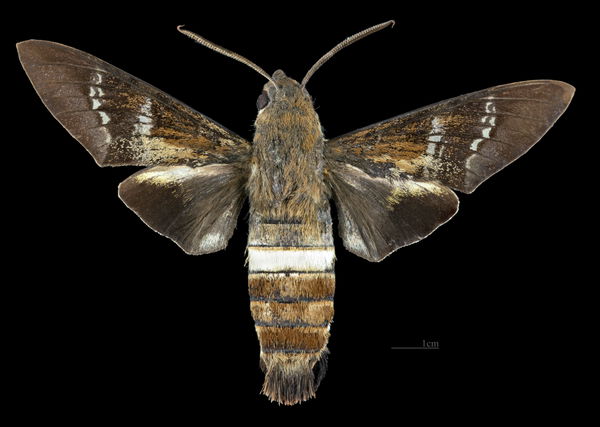 Manicoré