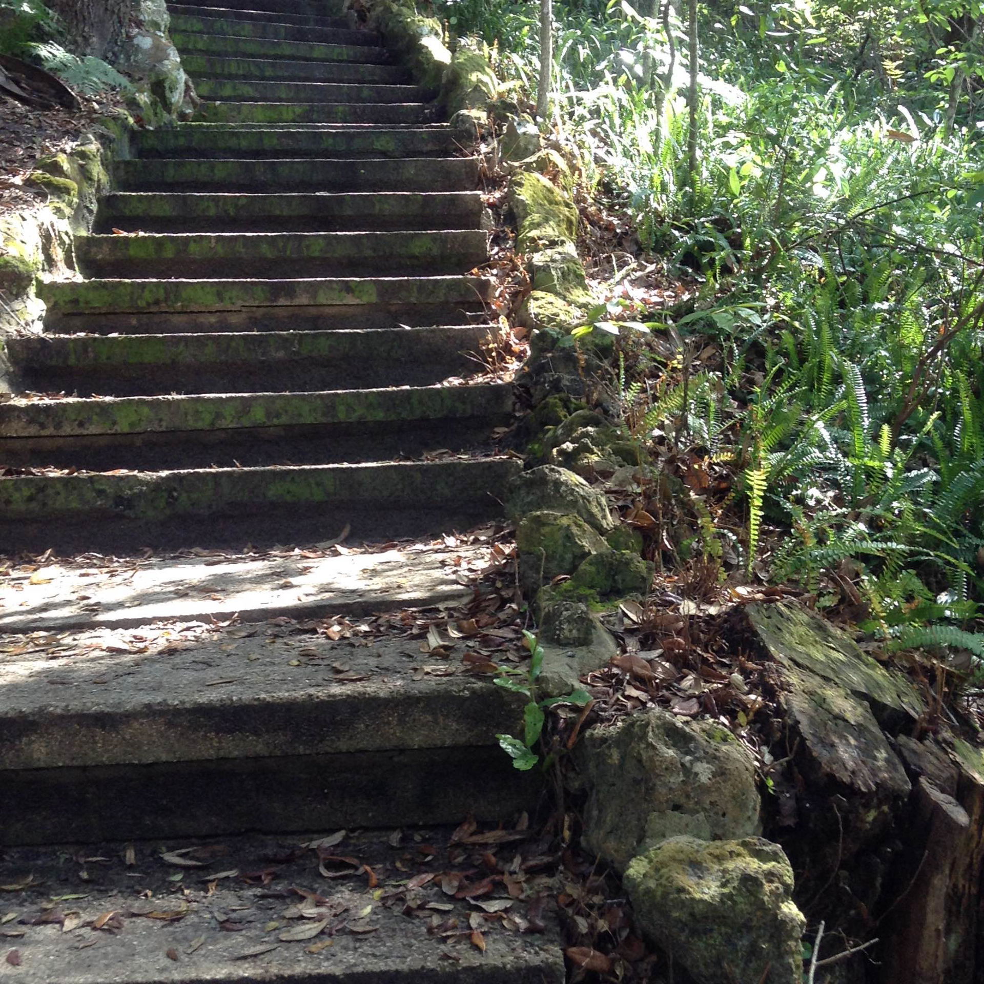 Stone steps at Ravine Gardens State Park, Palatka, Florida, con…