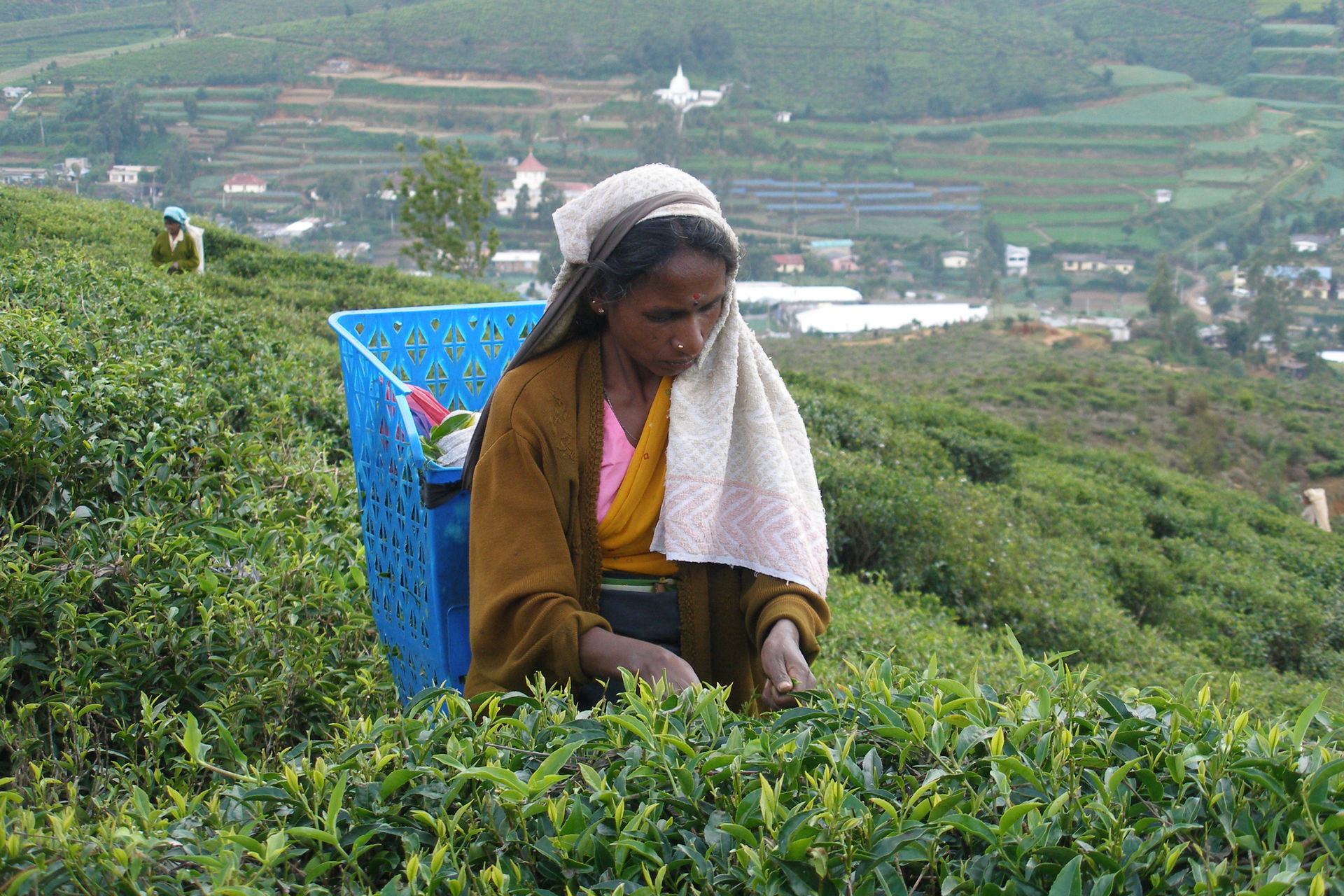 A tea plantation near Nuwara Eliya in a medium altitude area. N…