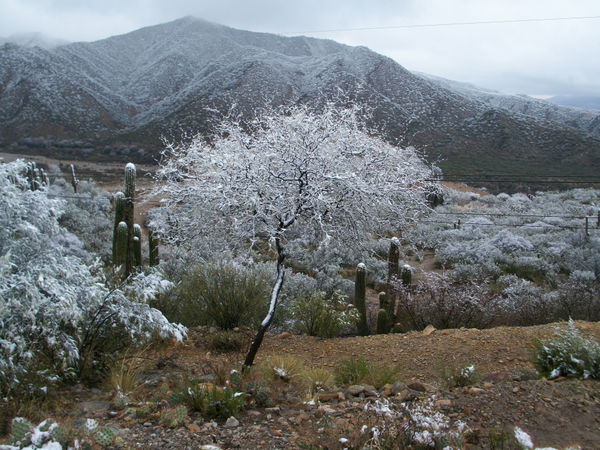Chilecito