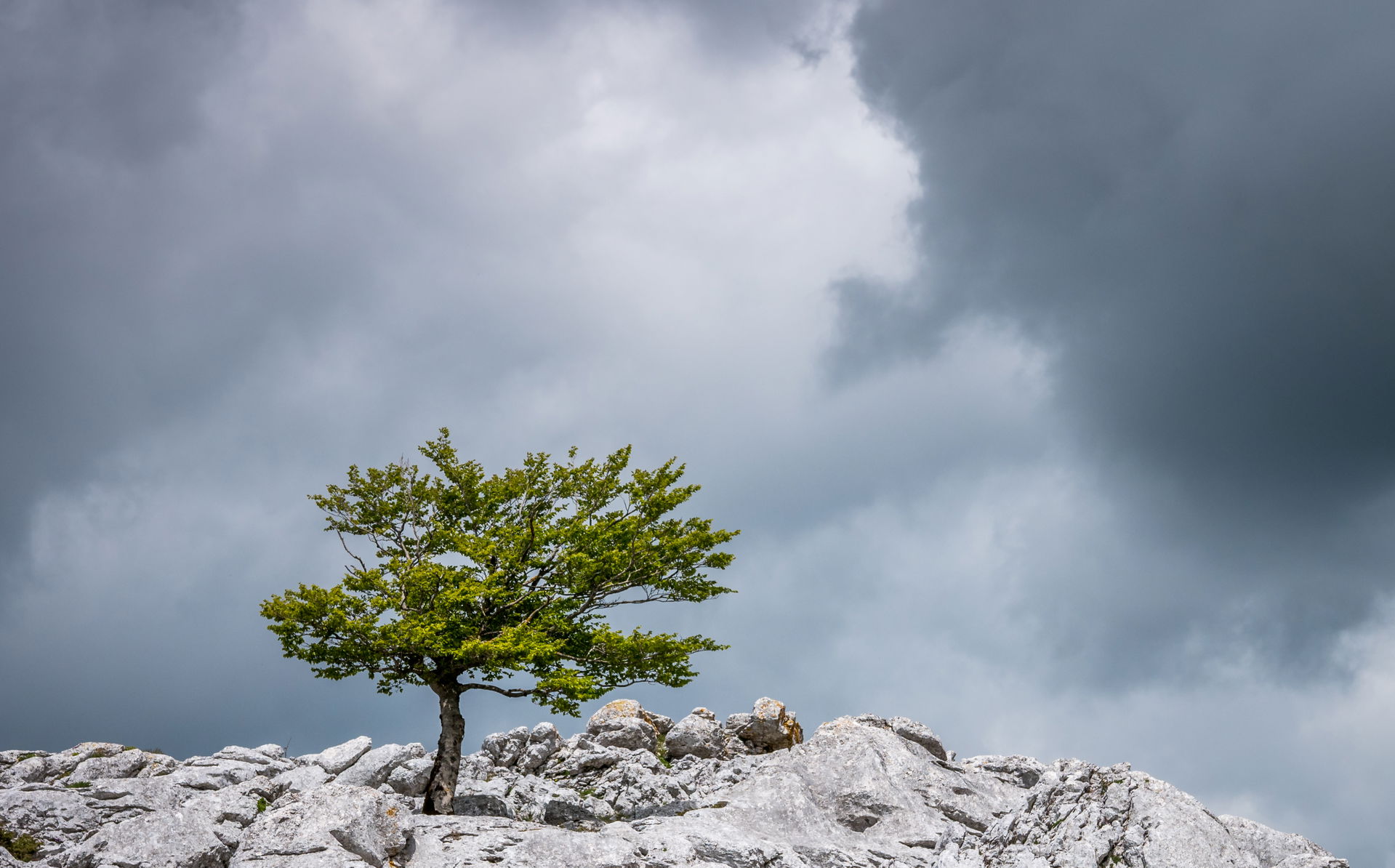 Beech (Fagus sylvatica) and clouds near the Lizarraga mountain …