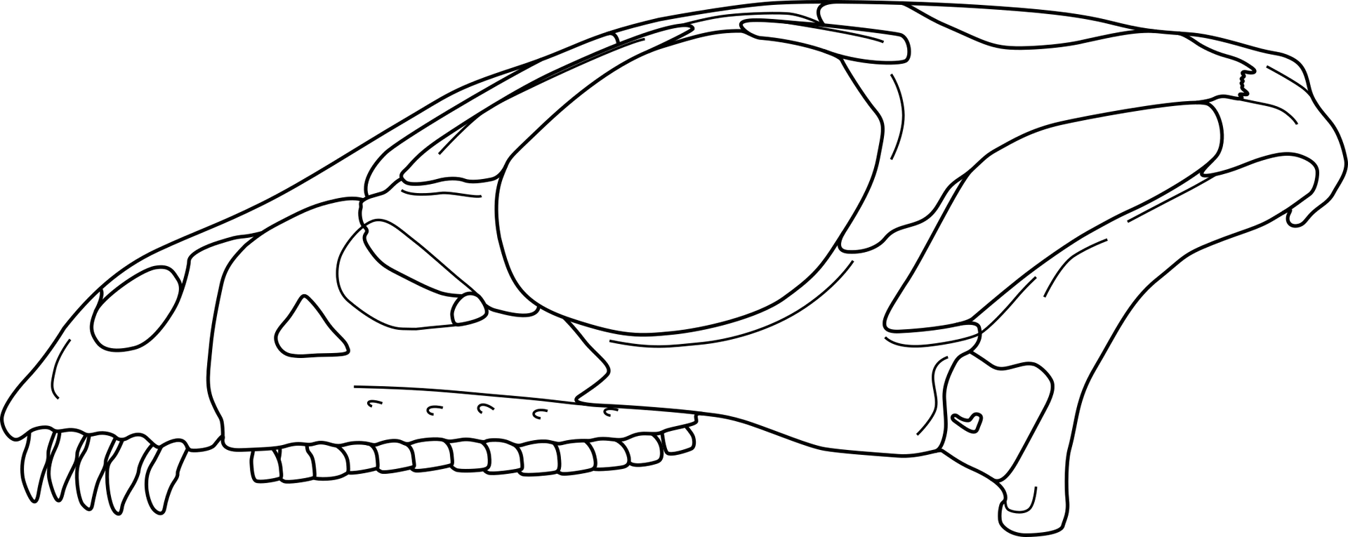 Diagram of the skull of Haya griva in lateral view, reconstruct…