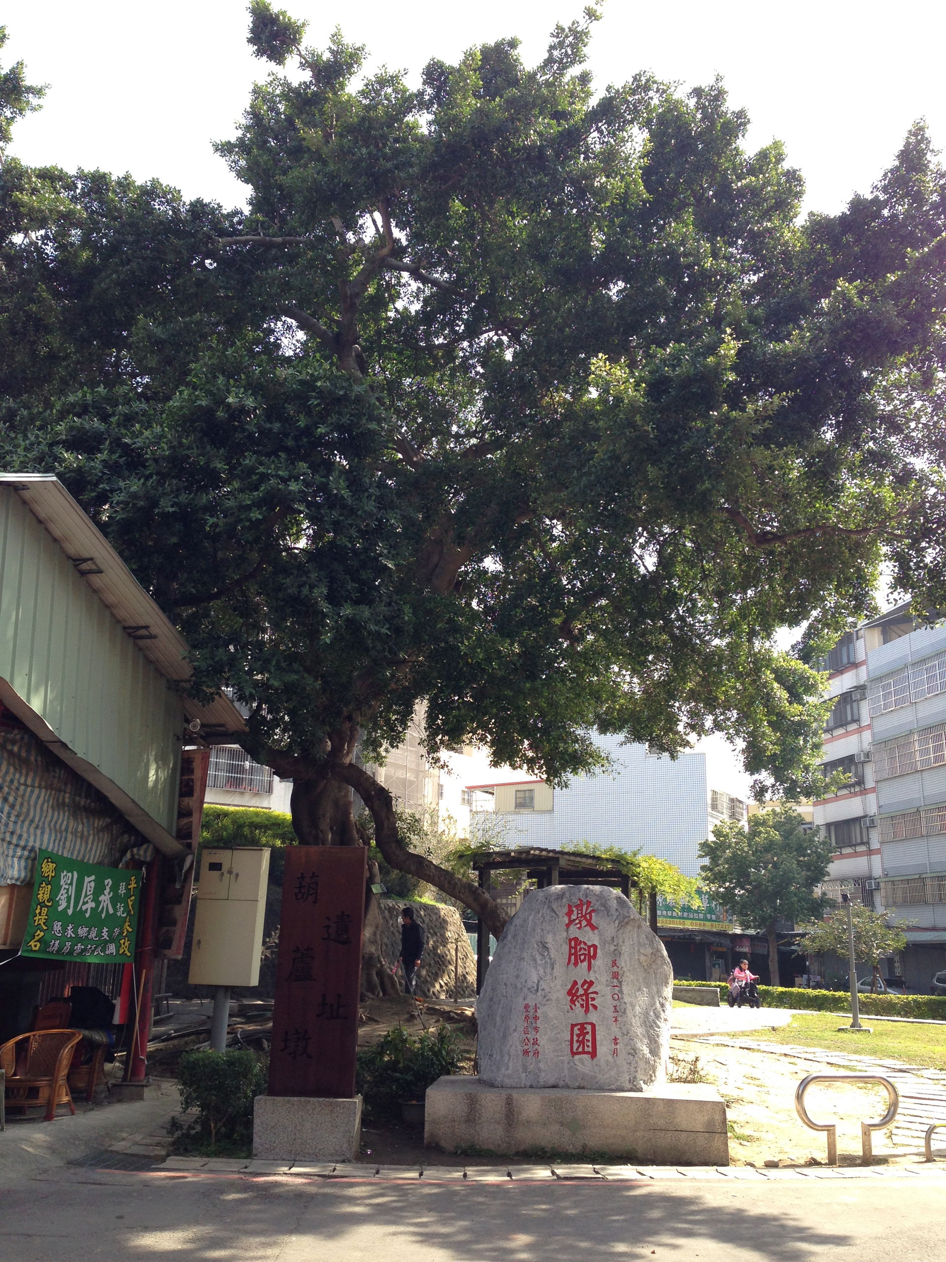 Banyan tree, in Taichung, Taiwan; roughly 13.2m. in height.