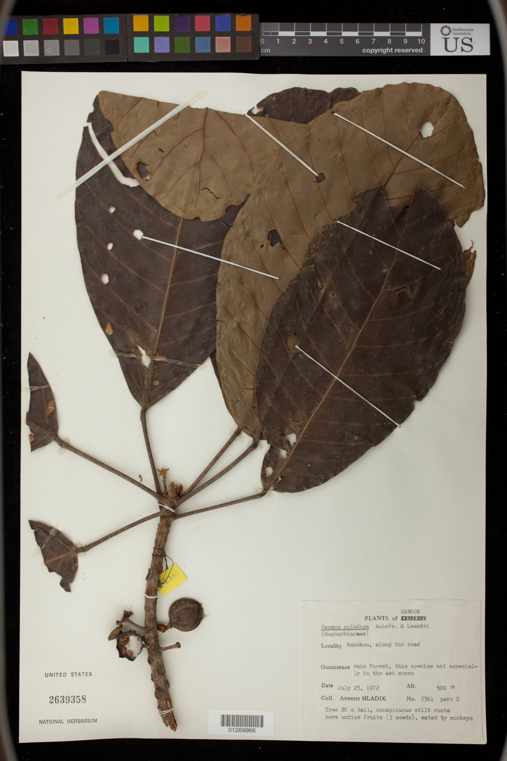 *Uapaca paludosa Aubre & Leandri
Object Details
Biogeograph…