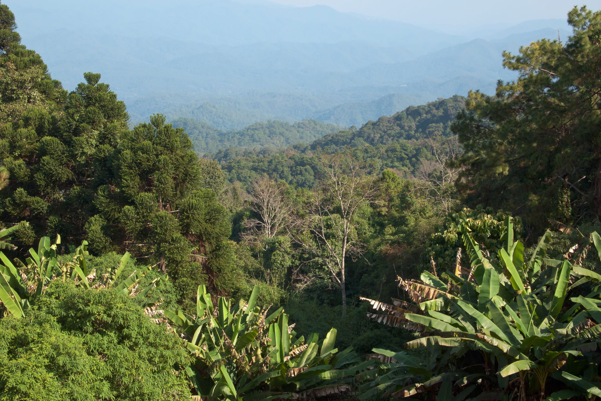 Doi Pui hills. Part of Thanon Thong Chai Range. Mixed deciduous…