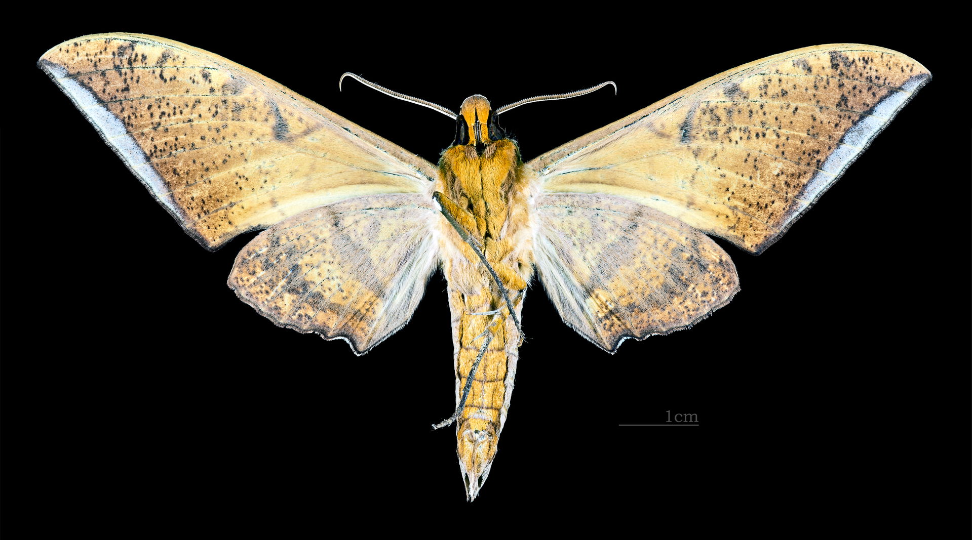 Ambulyx clavata - △ Ventral side
Collection of the Mathematicia…