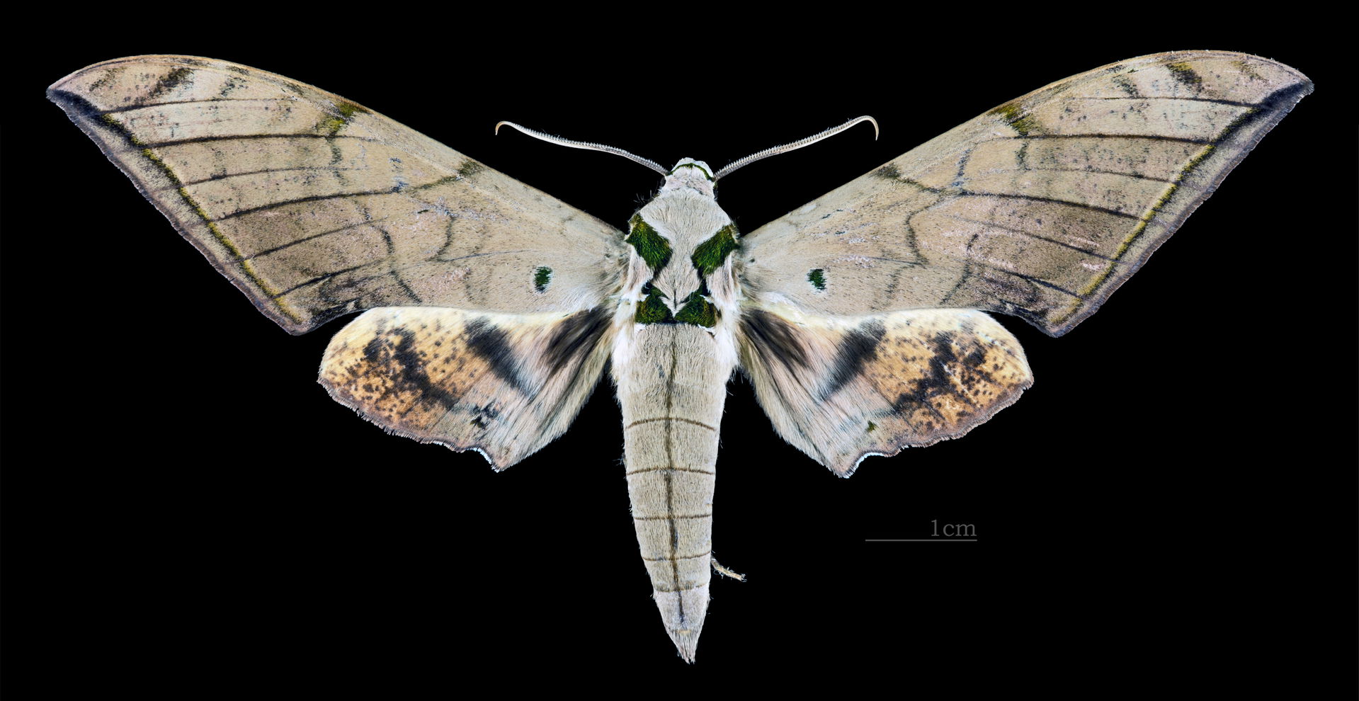 Ambulyx clavata - Dorsal side
Collection of the Mathematician L…