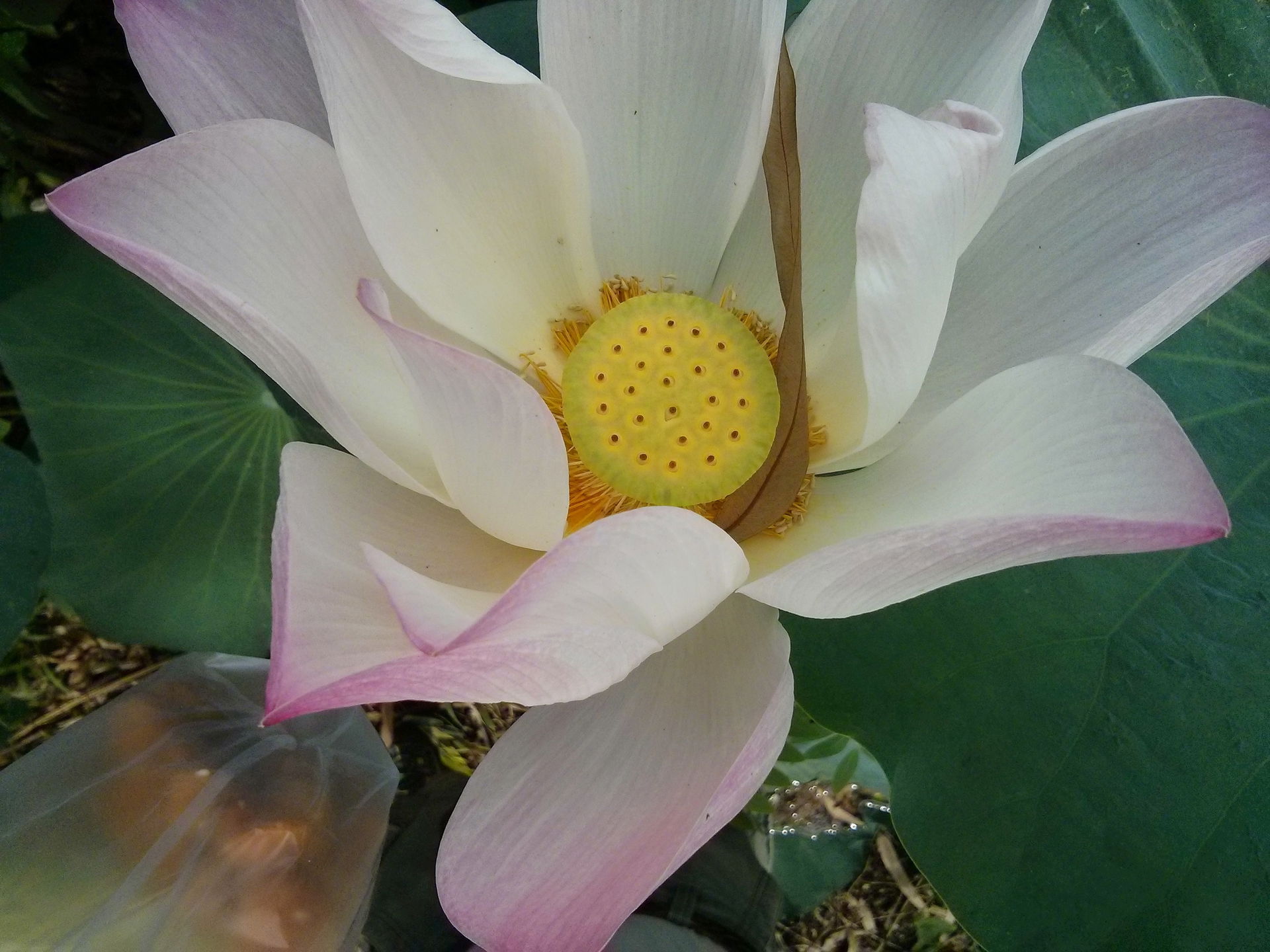 Khlong Nung, Khlong Luang District, Pathum Thani 12120, Thailand