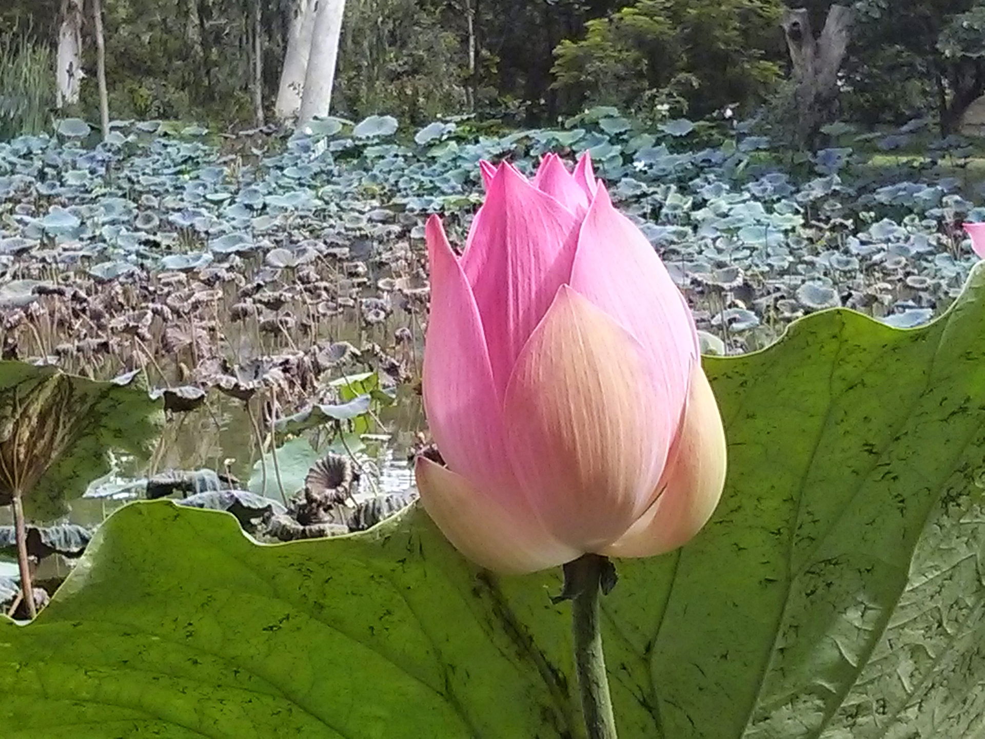 Khlong Nung, Khlong Luang District, Pathum Thani 12120, Thailand