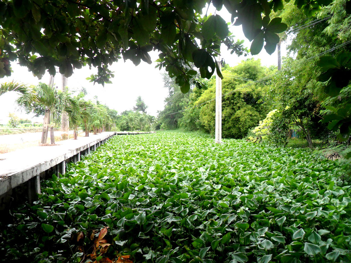 Khlong Soi, near Khlong Prapa. Pak Kret, Nonthaburi.