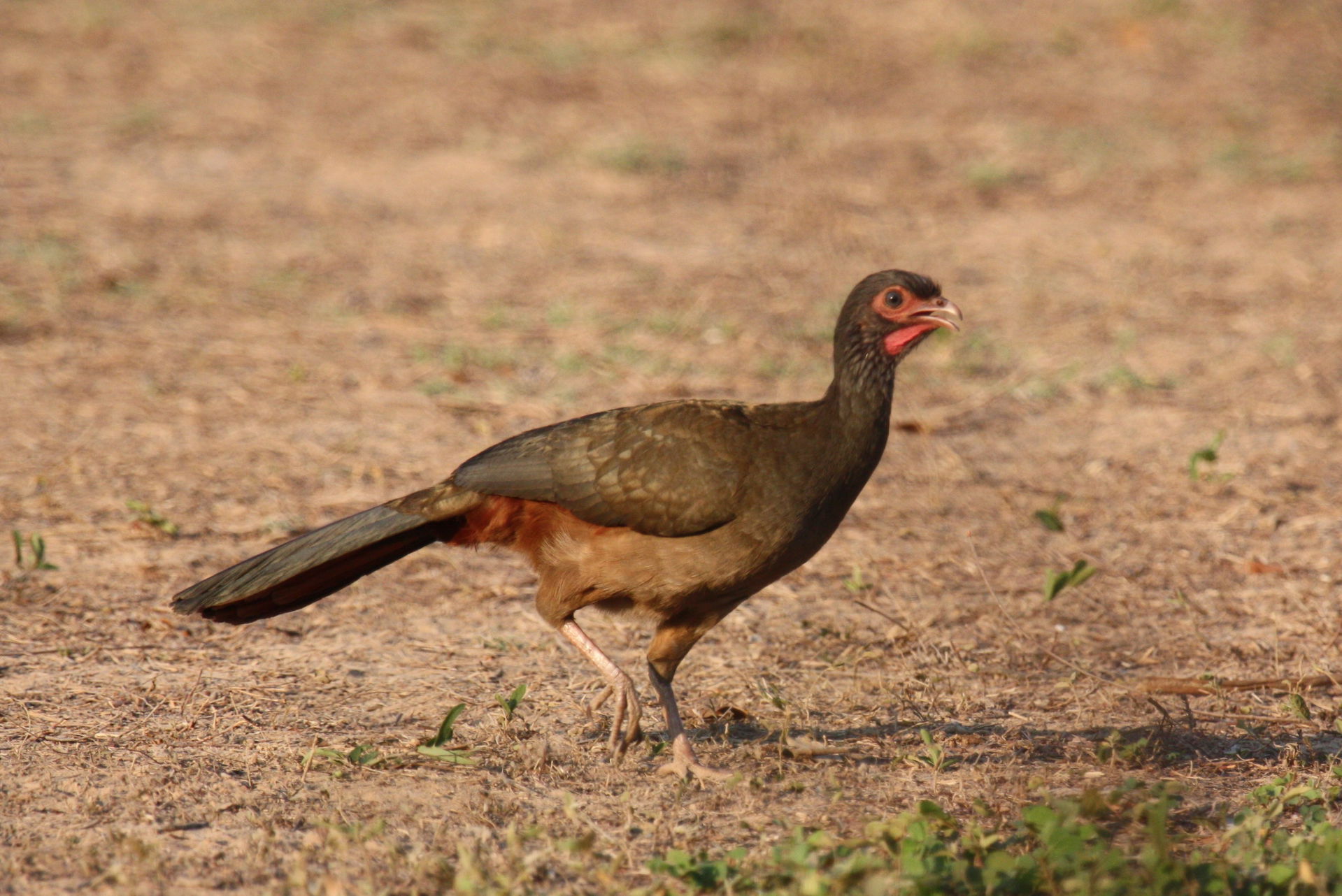 A Chaco Chachalaca in Mato Grosso do Sul, Brazil.