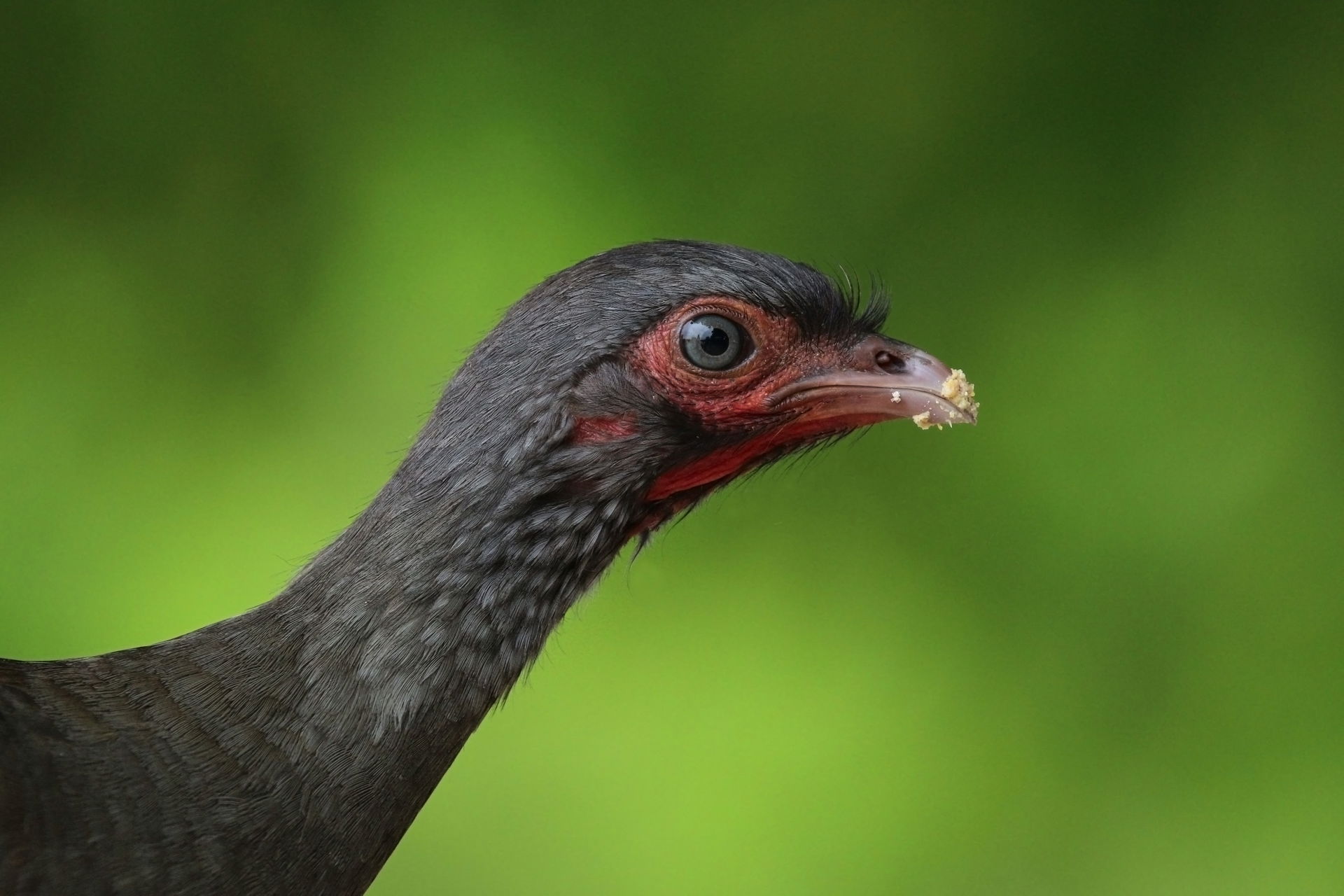 Chaco chachalaca (Ortalis canicollis pantanalensis), Pantanal, …