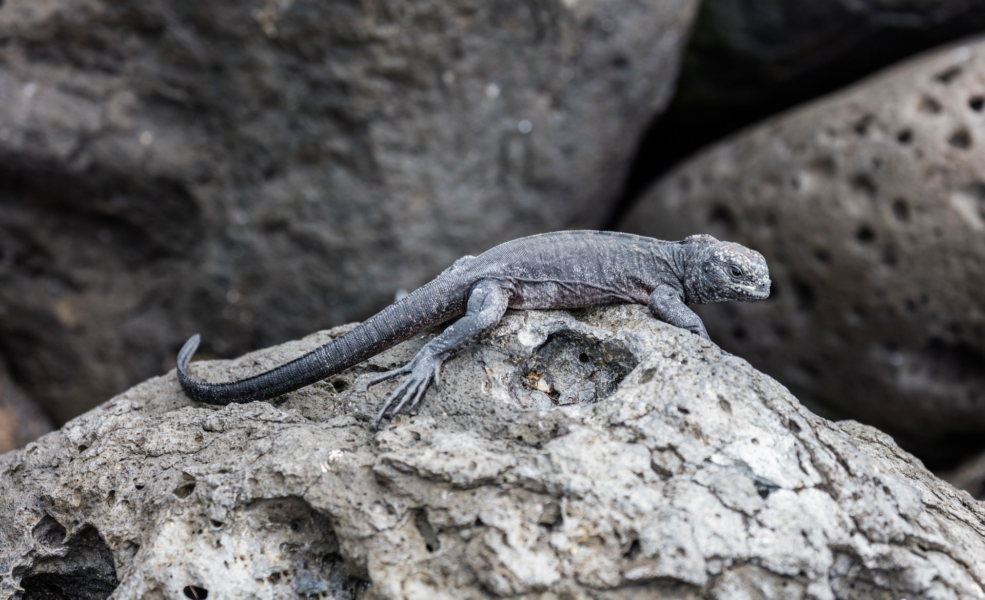 Exemplar of a juvenile marine iguana (Amblyrhynchus cristatus) …
