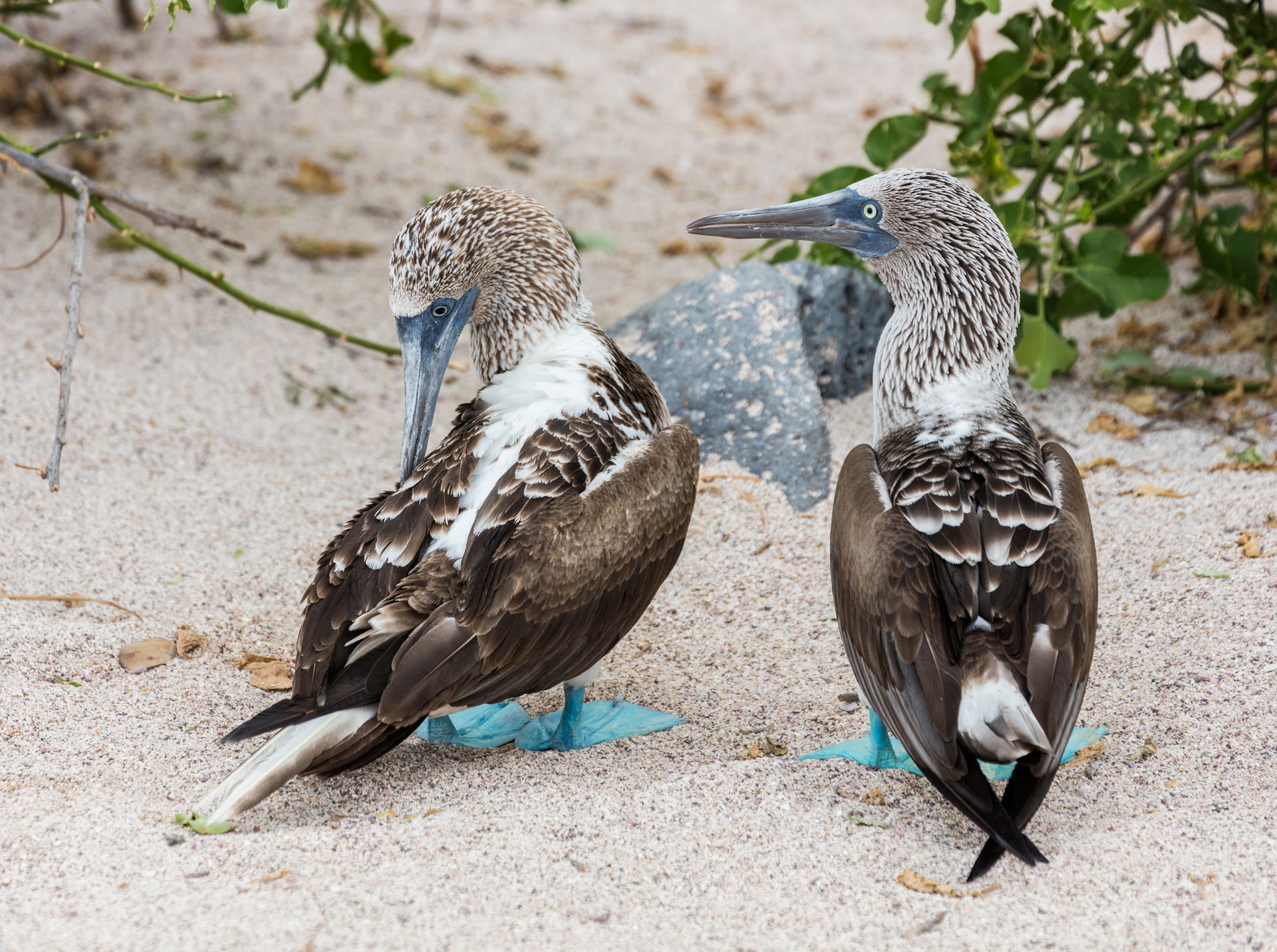 Couple of Blue-footed boobies (Sula nebouxii) during a mating r…