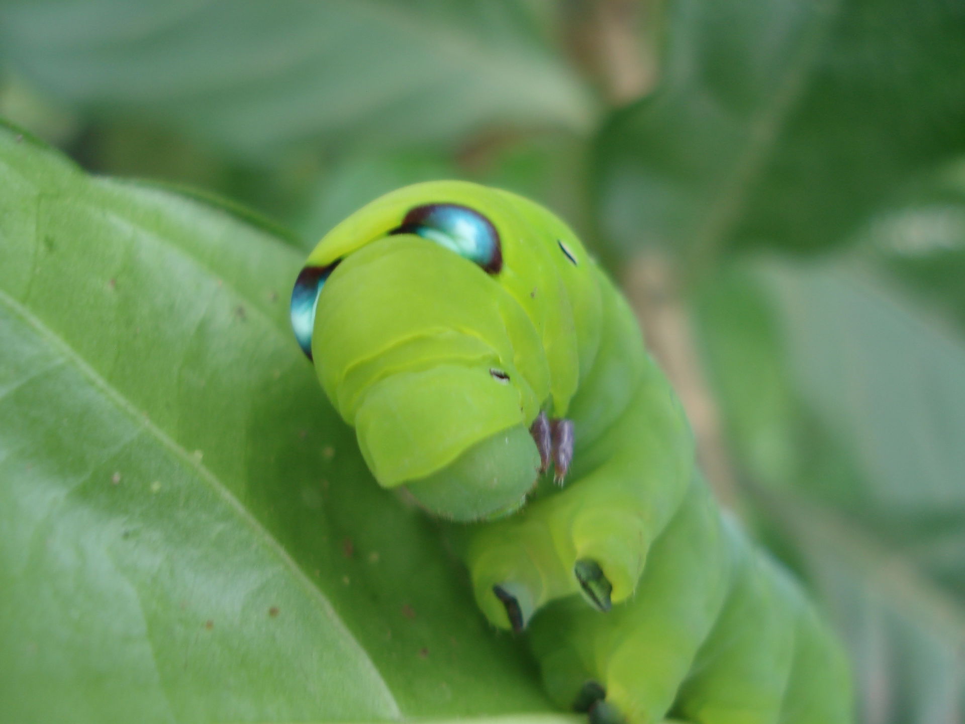 Kut Chok, Bua Yai District, Nakhon Ratchasima, Thailand