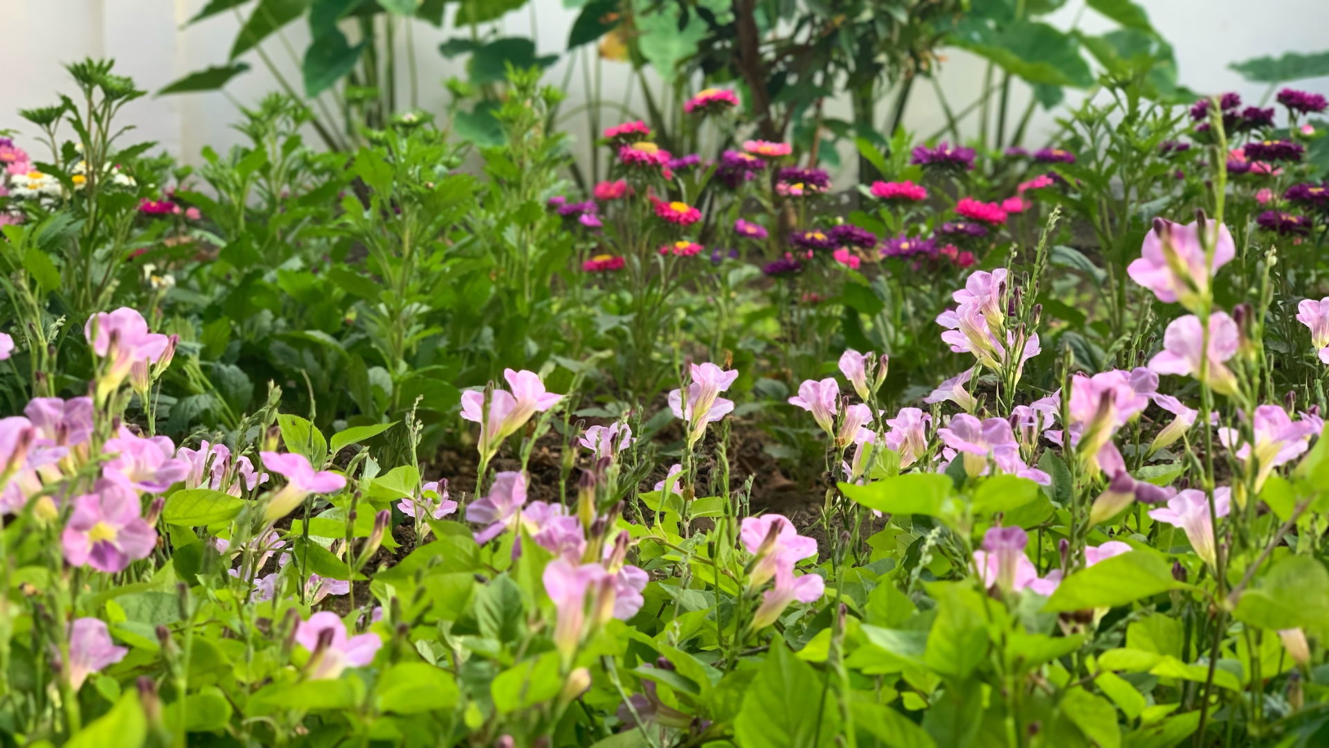 Flower garden on Tet 2021