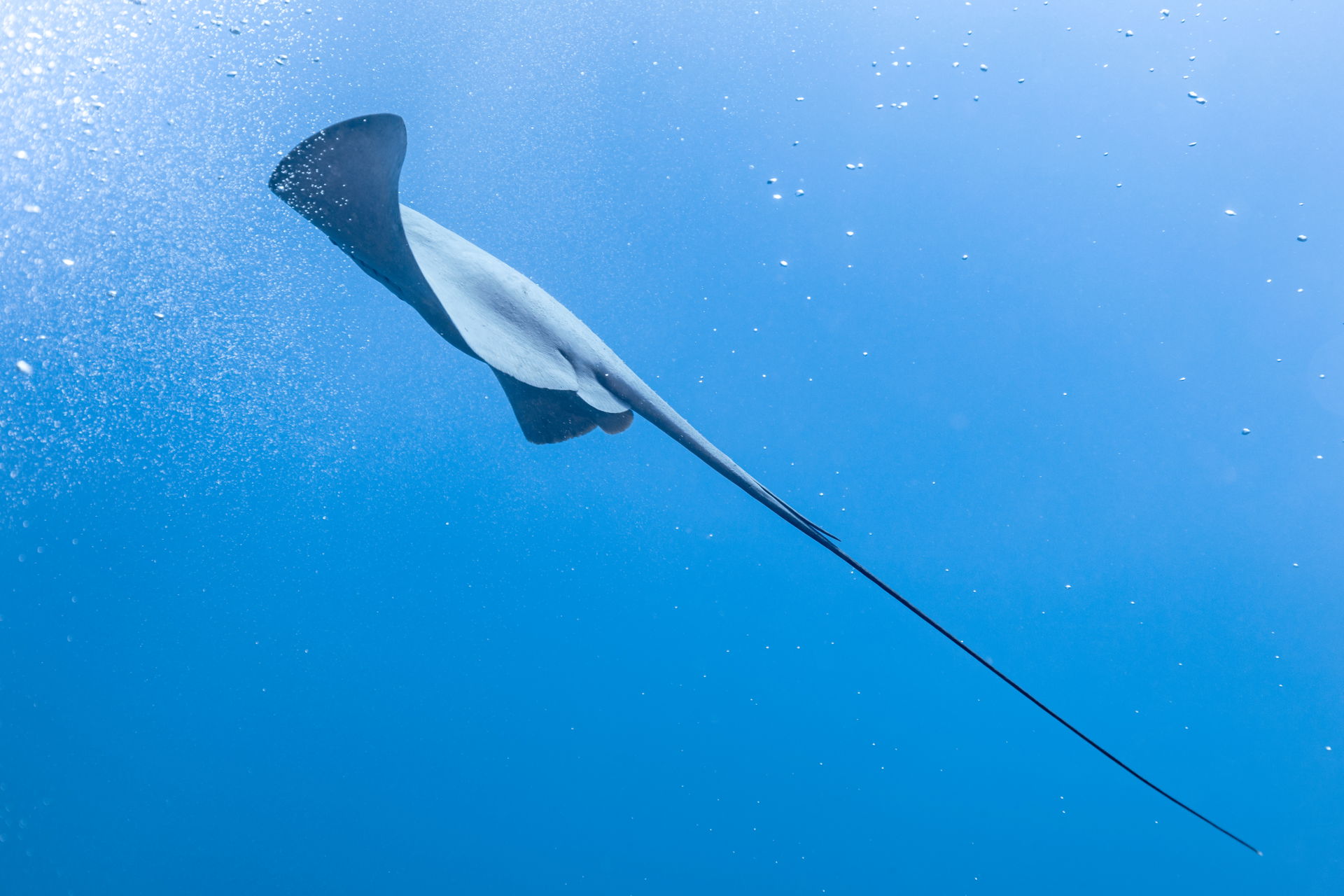 Pelagic stingray (Pteroplatytrygon violacea), Cape Palos, regio…