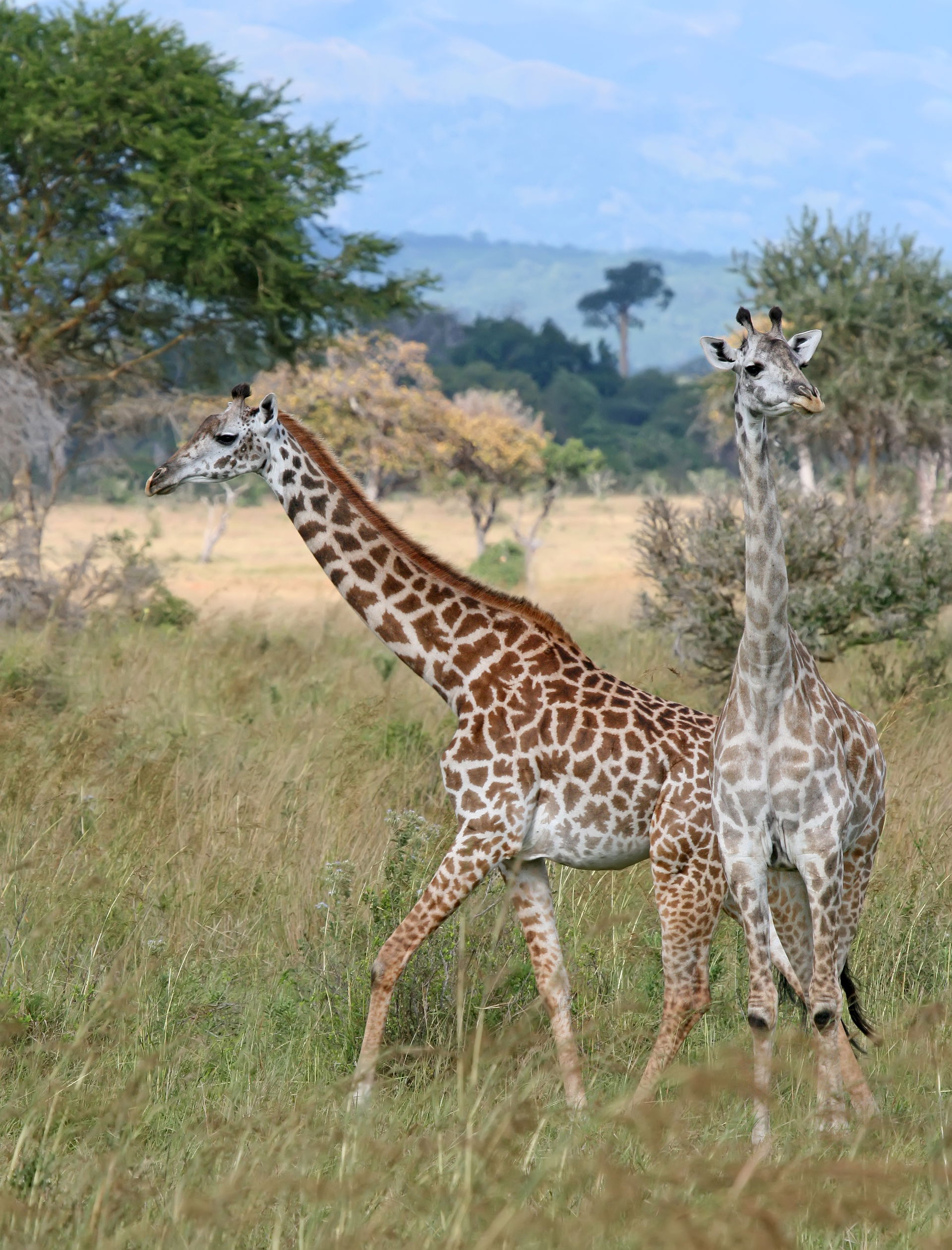 A pair of Giraffes in the Mikumi National Park, Tanzania.