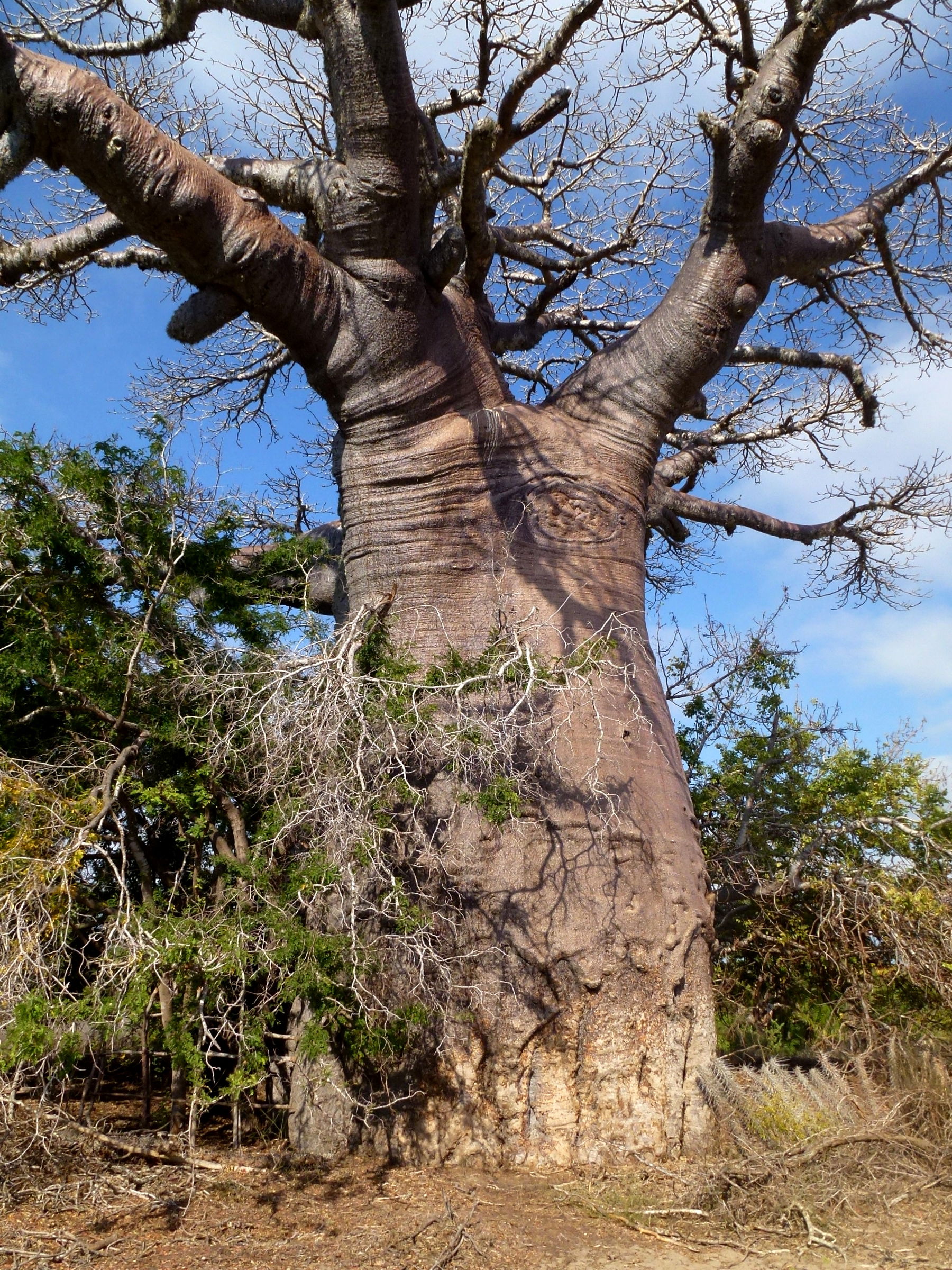 Red Baobab Morombe Madagascar