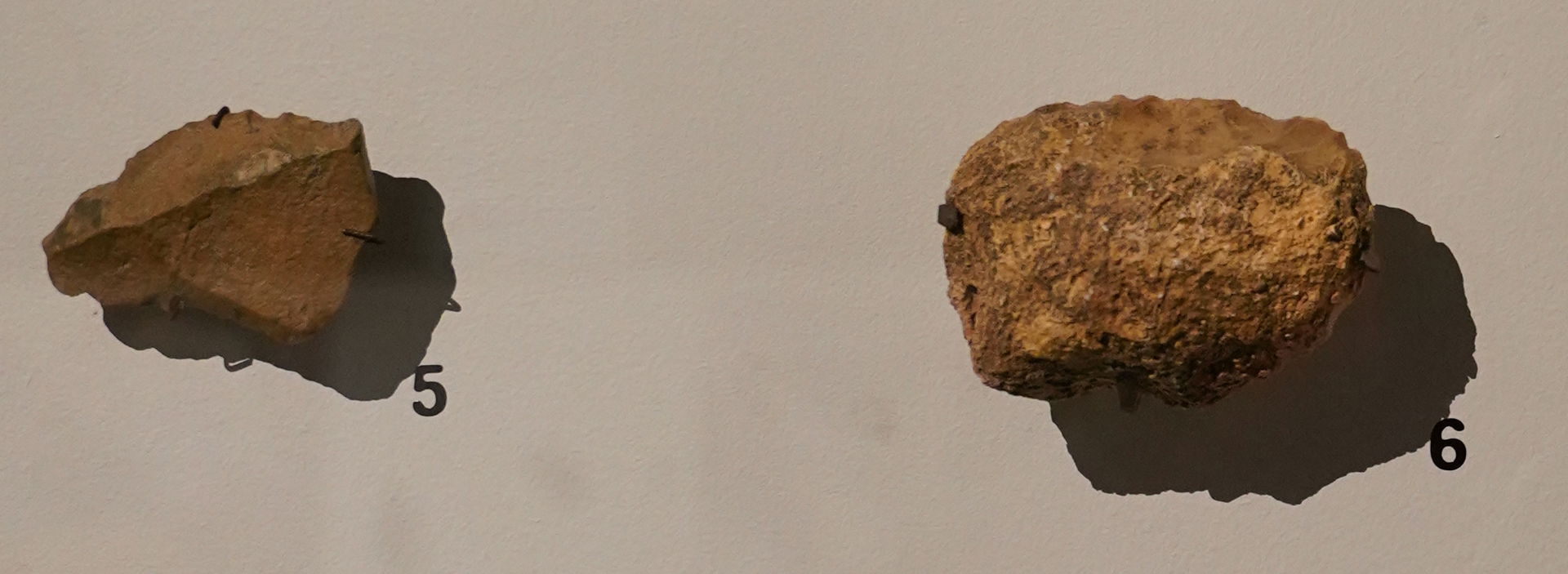 Expo néandertal au musées de Reims.
