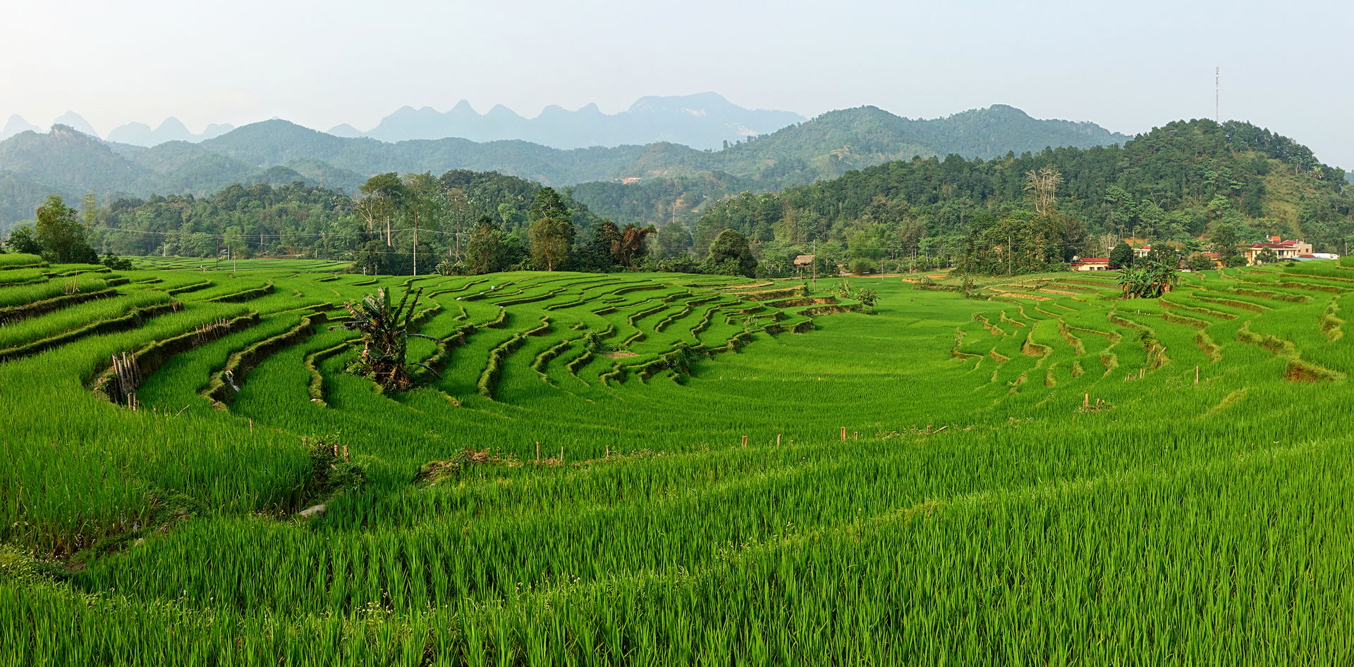 Rice terraces near Thon Tha village in Ha Giang, Vietnam.