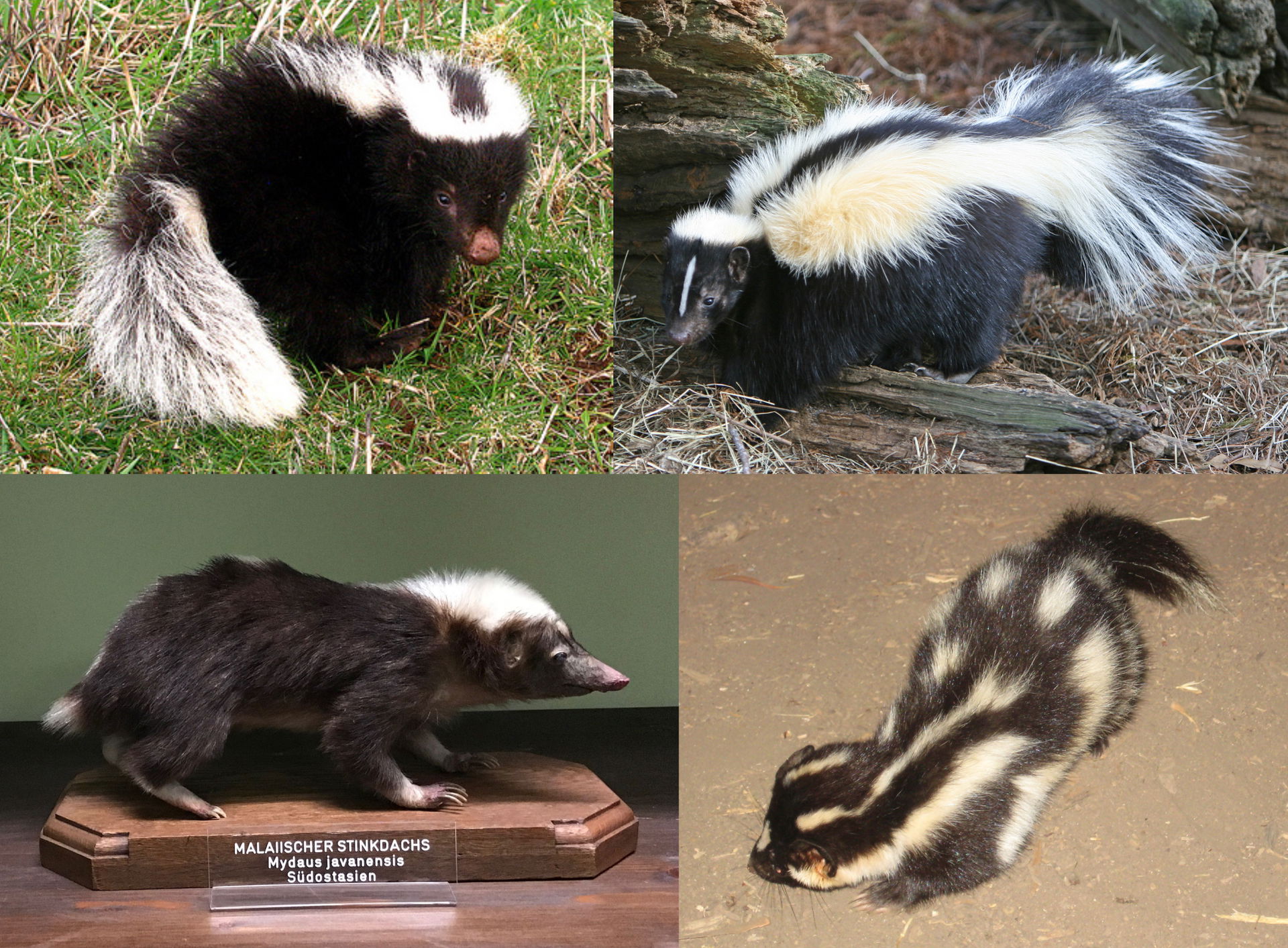 Montage on species of the family Mephitidae: Molina's hog-nosed…