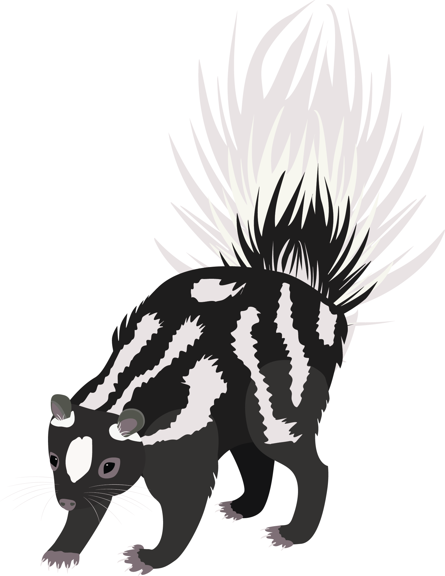 Vector illustration of Western spotted skunk (Spilogale gracili…