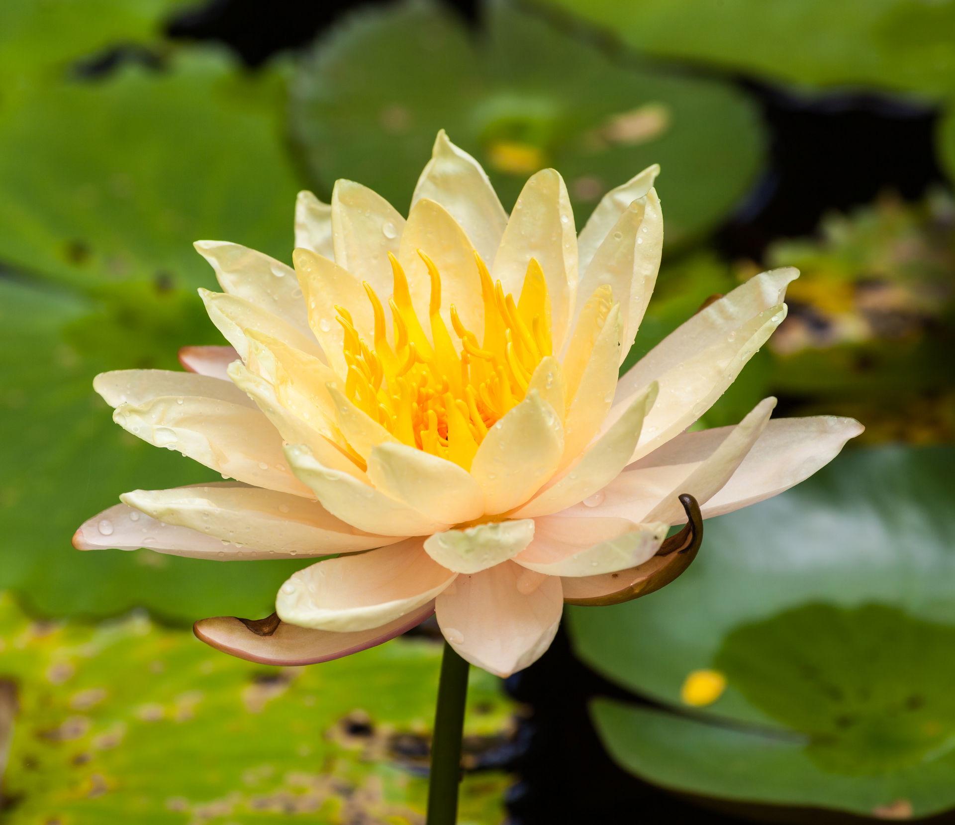Exemplar of a water rose cultivar (Nymphaea) in a public garden…