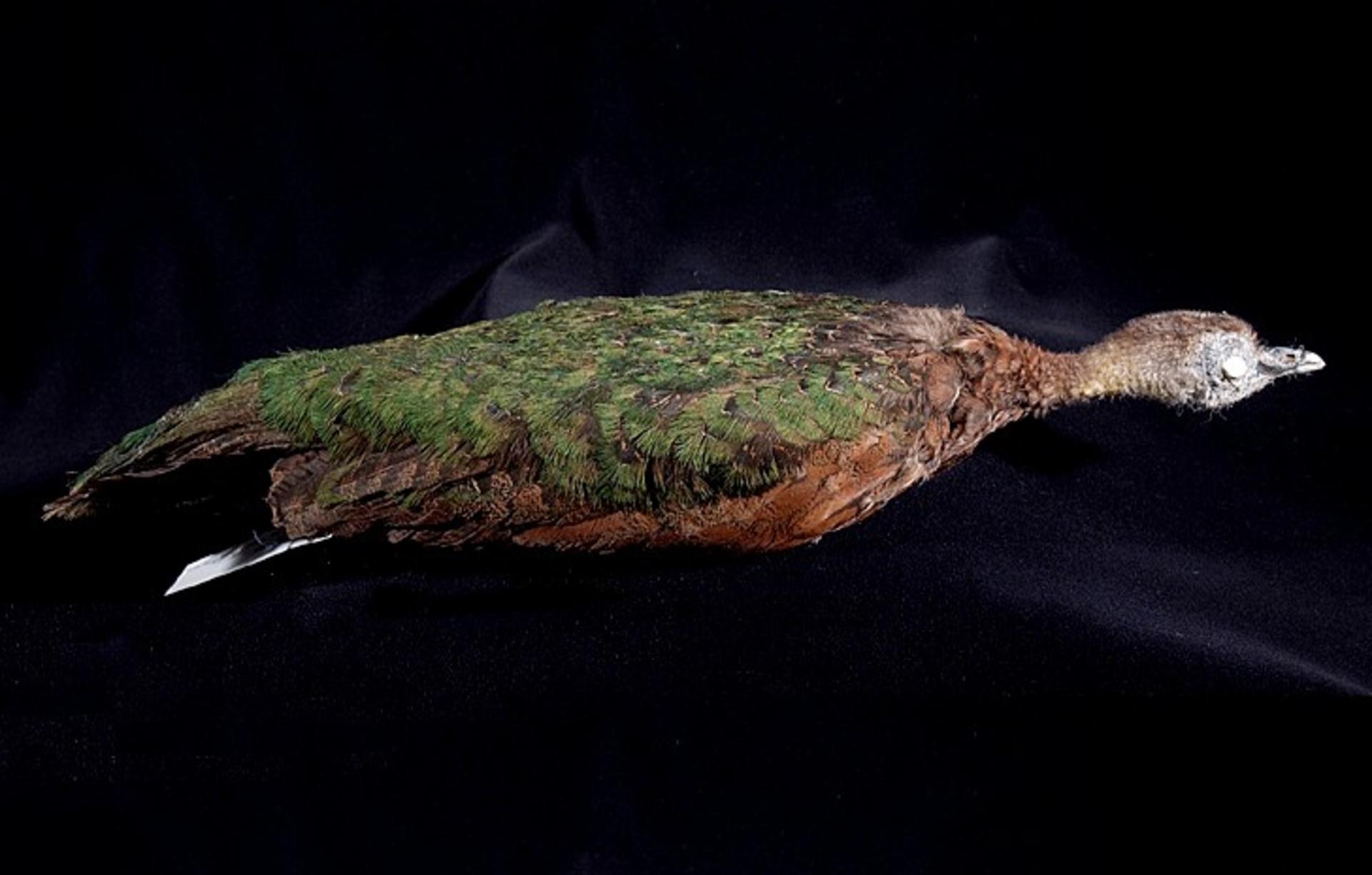 Afropavo congensis Chapin, 1936
