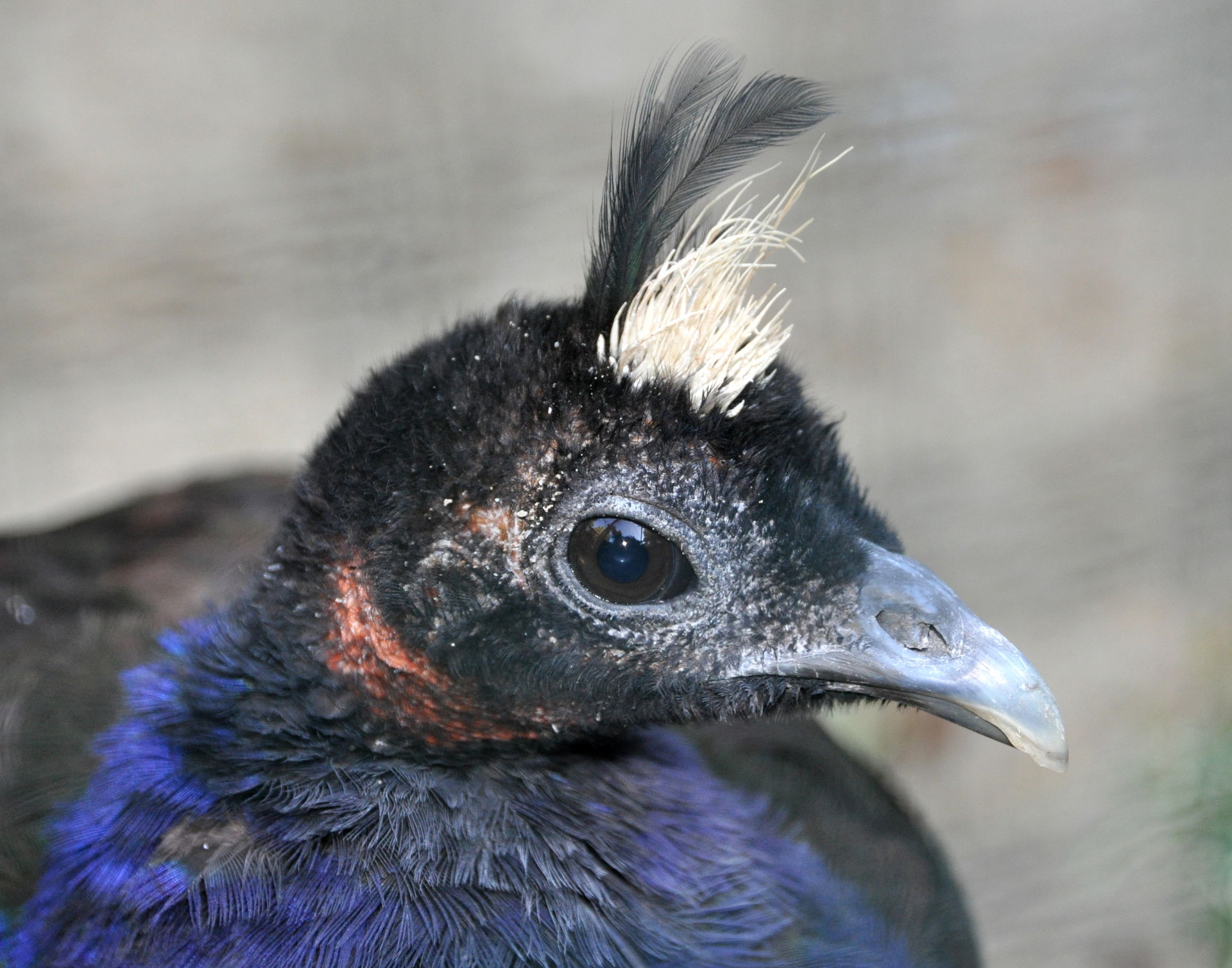 Congo Peacock (Afropavo congensis) in the Walsrode Bird Park, G…