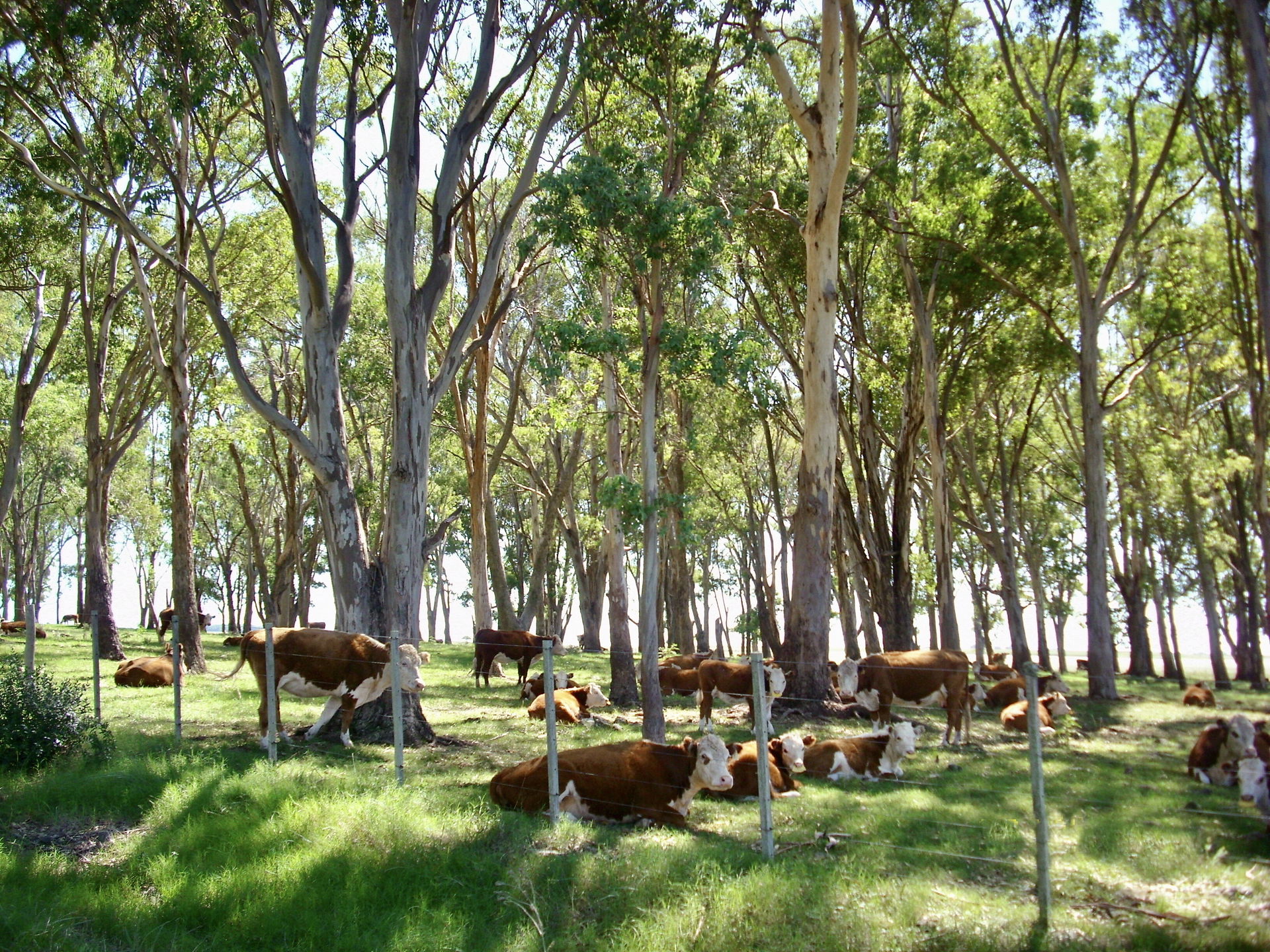 Campo - Paso de los Toros