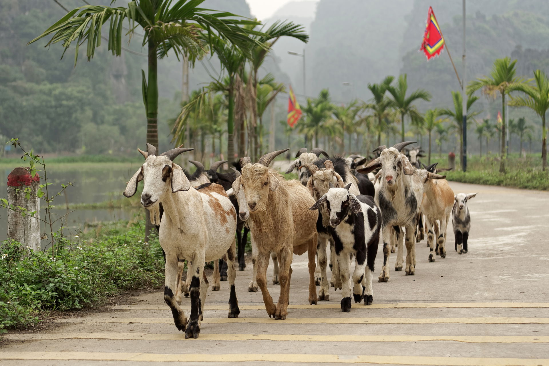 Goats in Ninh Hải village, Ninh Binh province, Vietnam