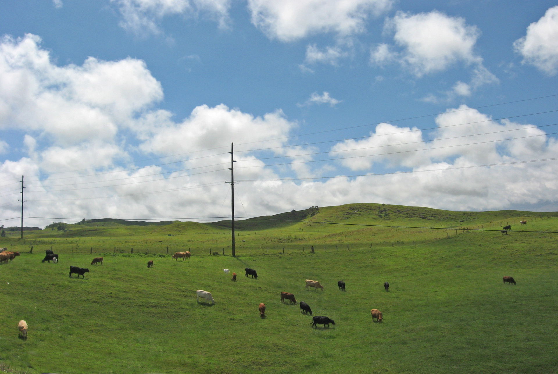 Pastures outside Waimea, Hawaii