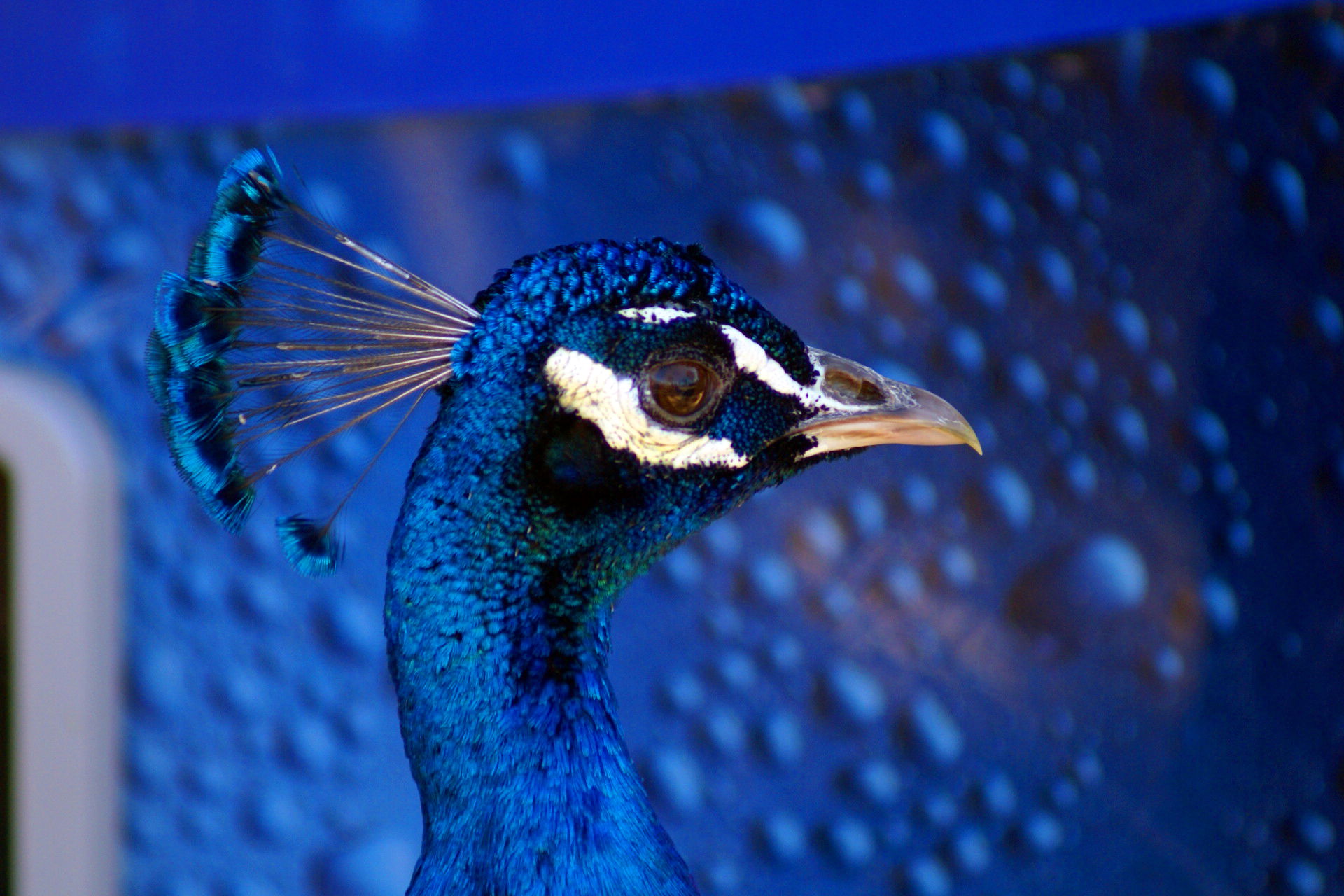 Peacock at Animal Planet's "The Little Zoo that Could" in Gulf …