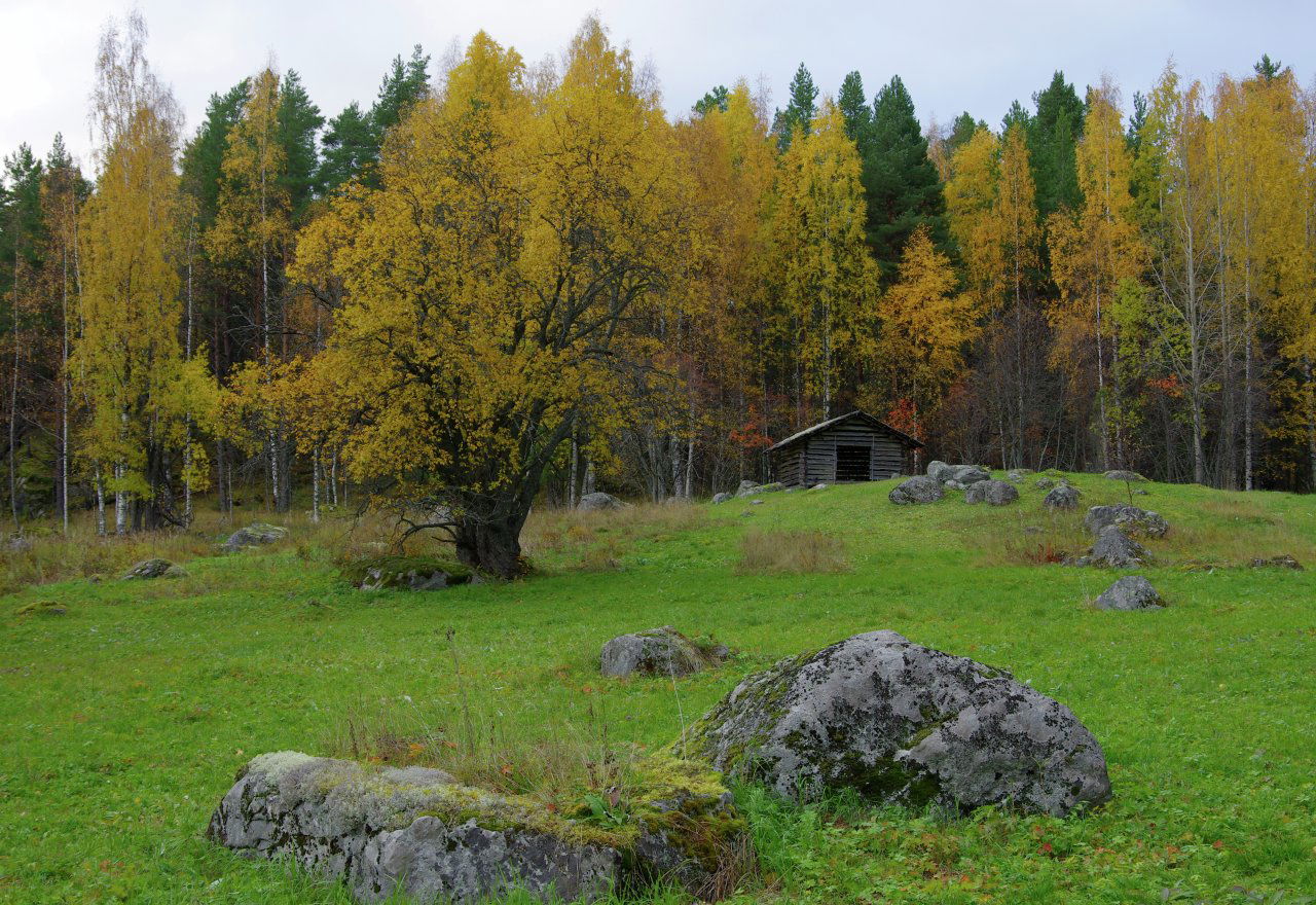 Tarhalahti Glade in Koli National Park, North Karelia, Finland