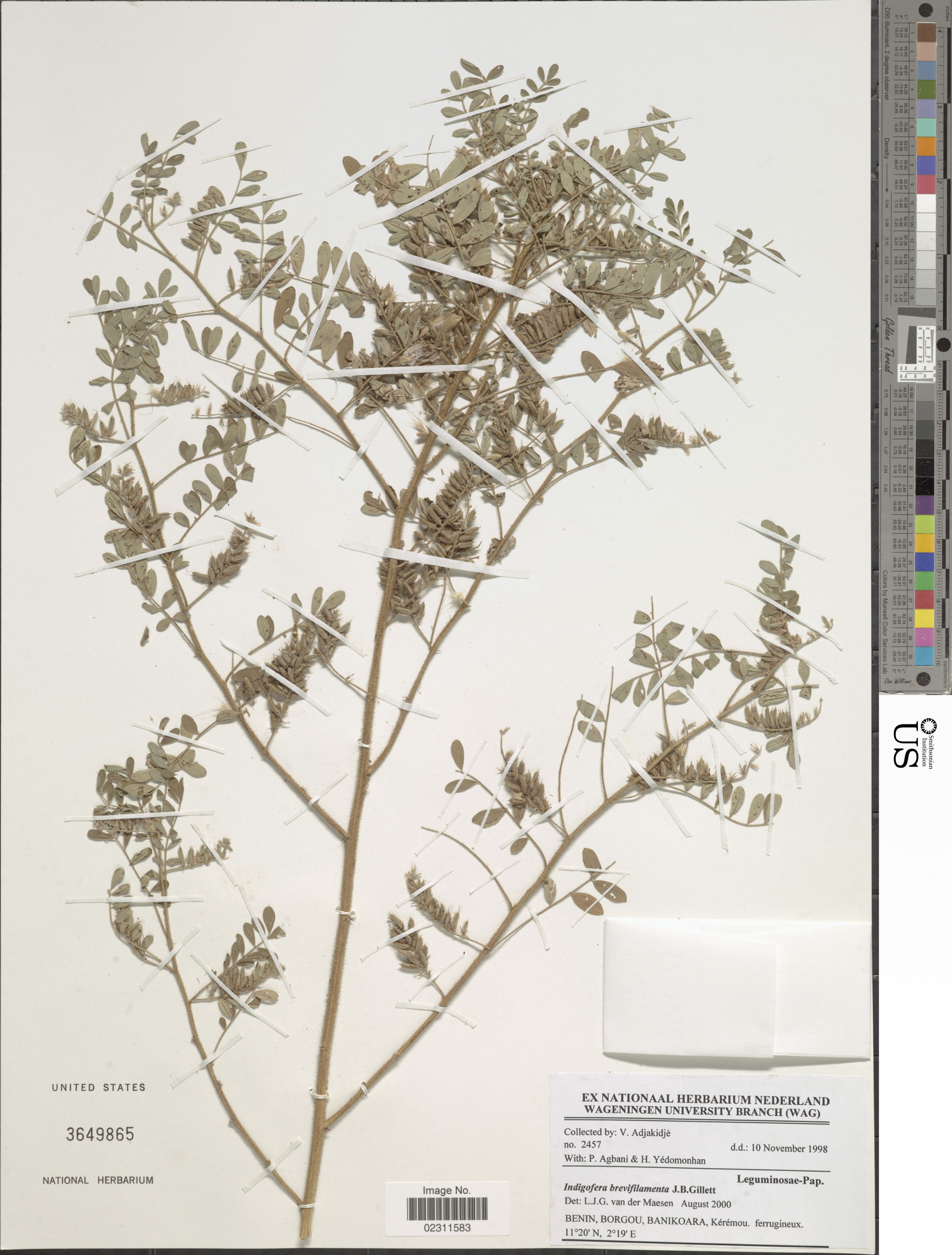 *Indigofera brevifilamenta J.B. Gillett
Object Details
Biogeogr…