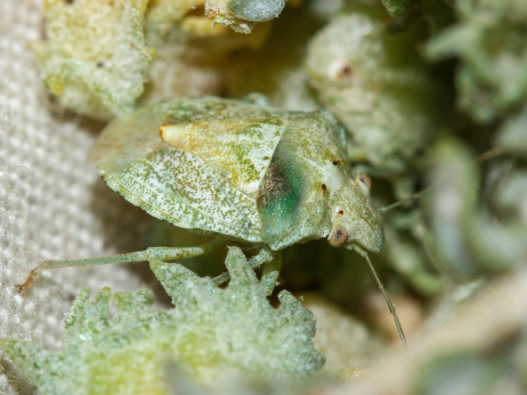 Tepa jugosa. Species of insect.