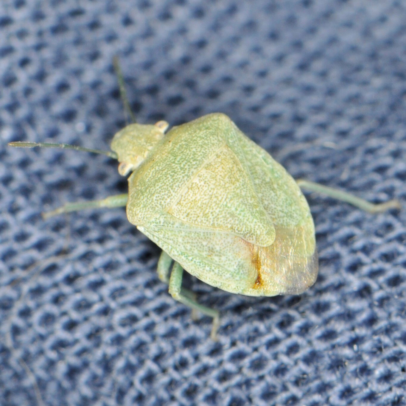 Tepa sp. Species of insect.