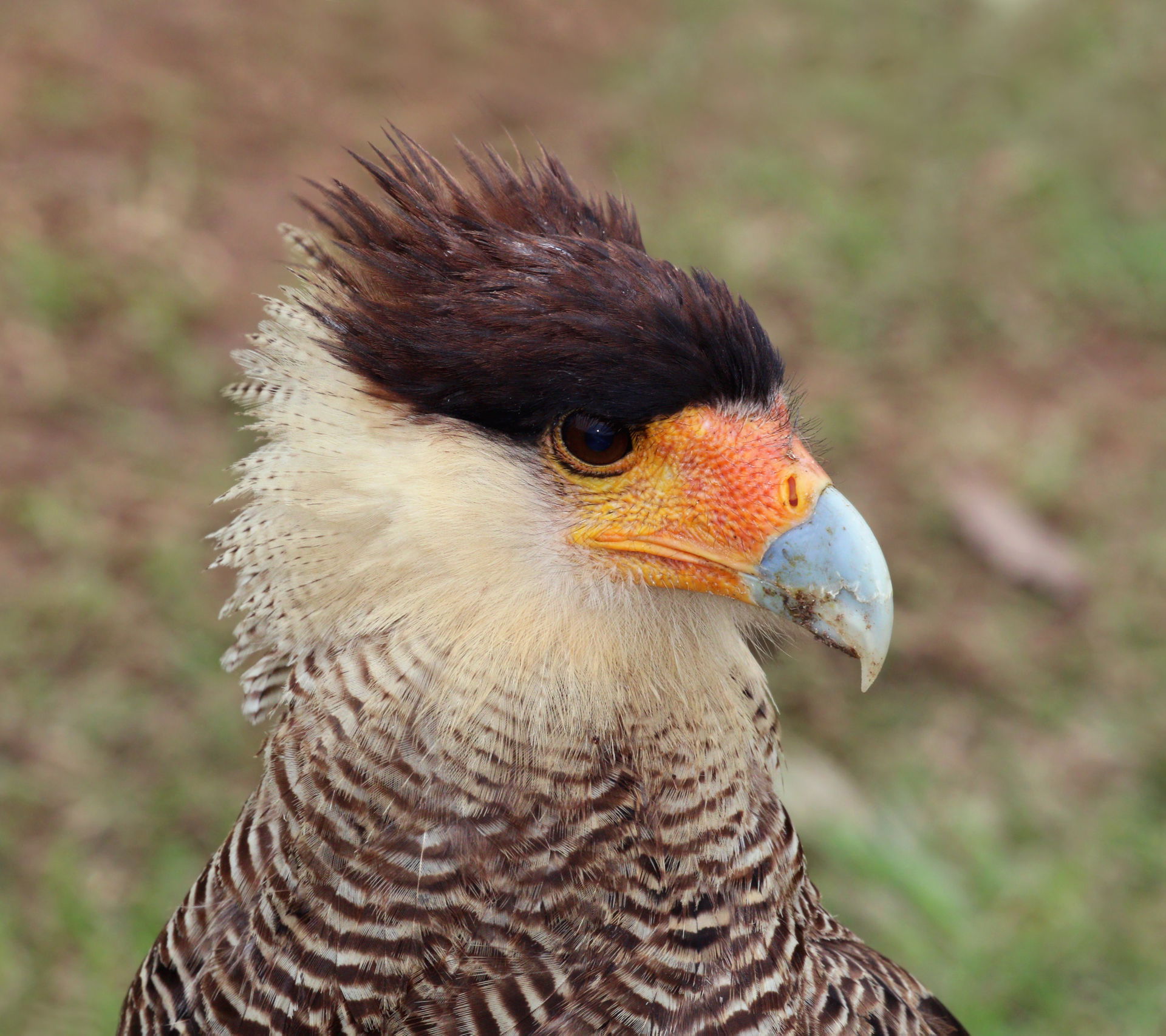 Southern crested caracara (Caracara plancus), adult, the Pantan…